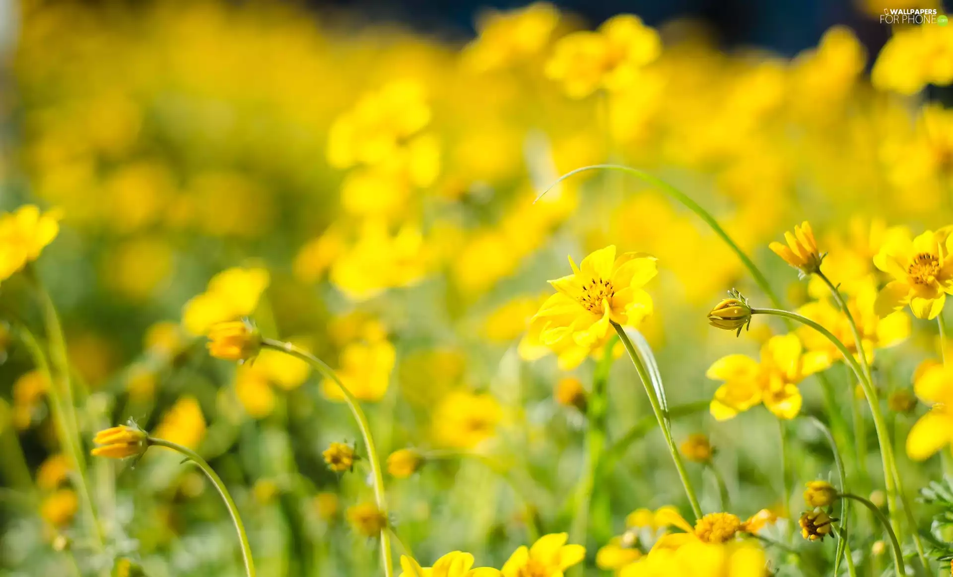 Yellow, Meadow, blur, Flowers