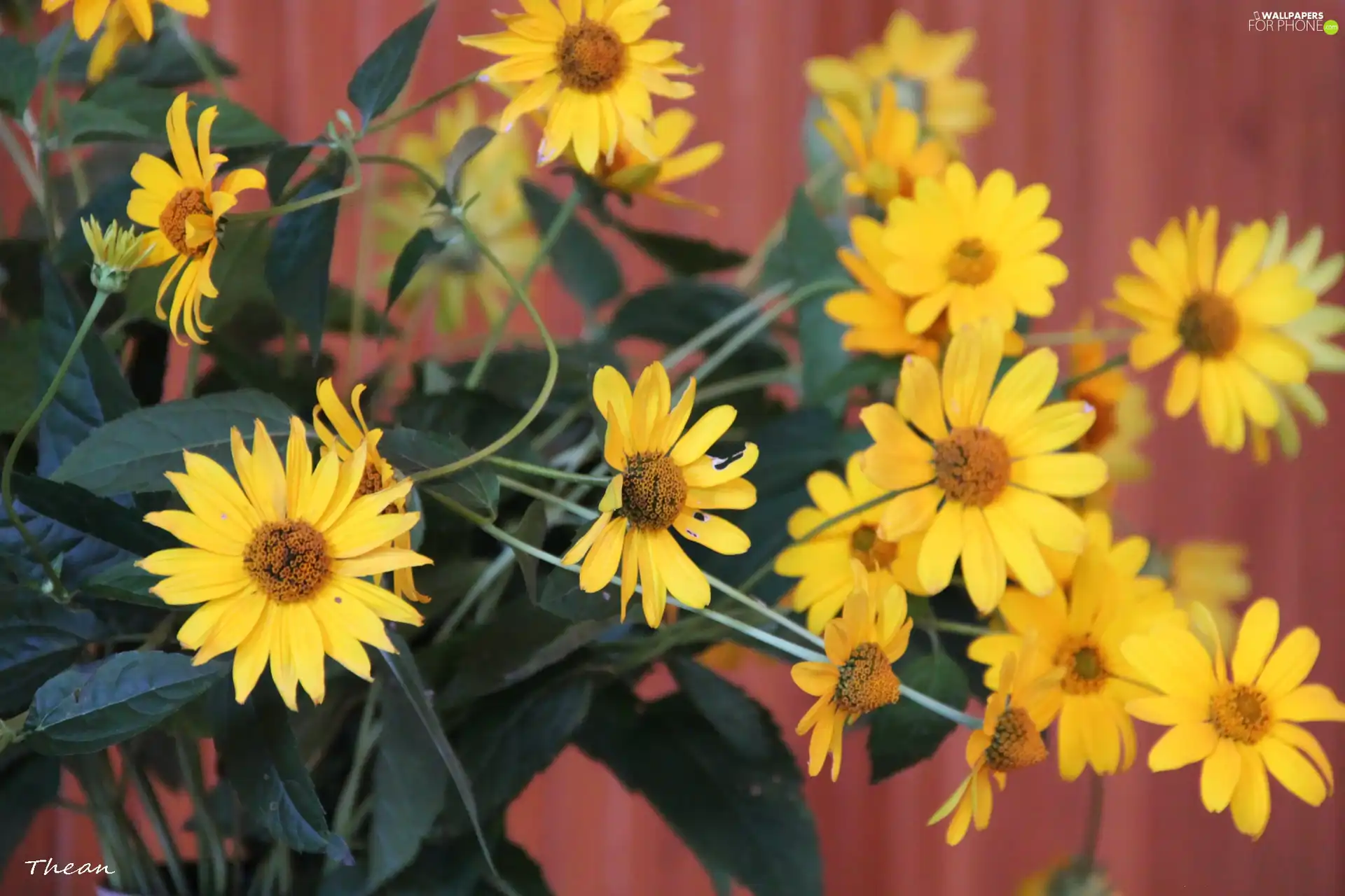 flowers, bouquet, yellow