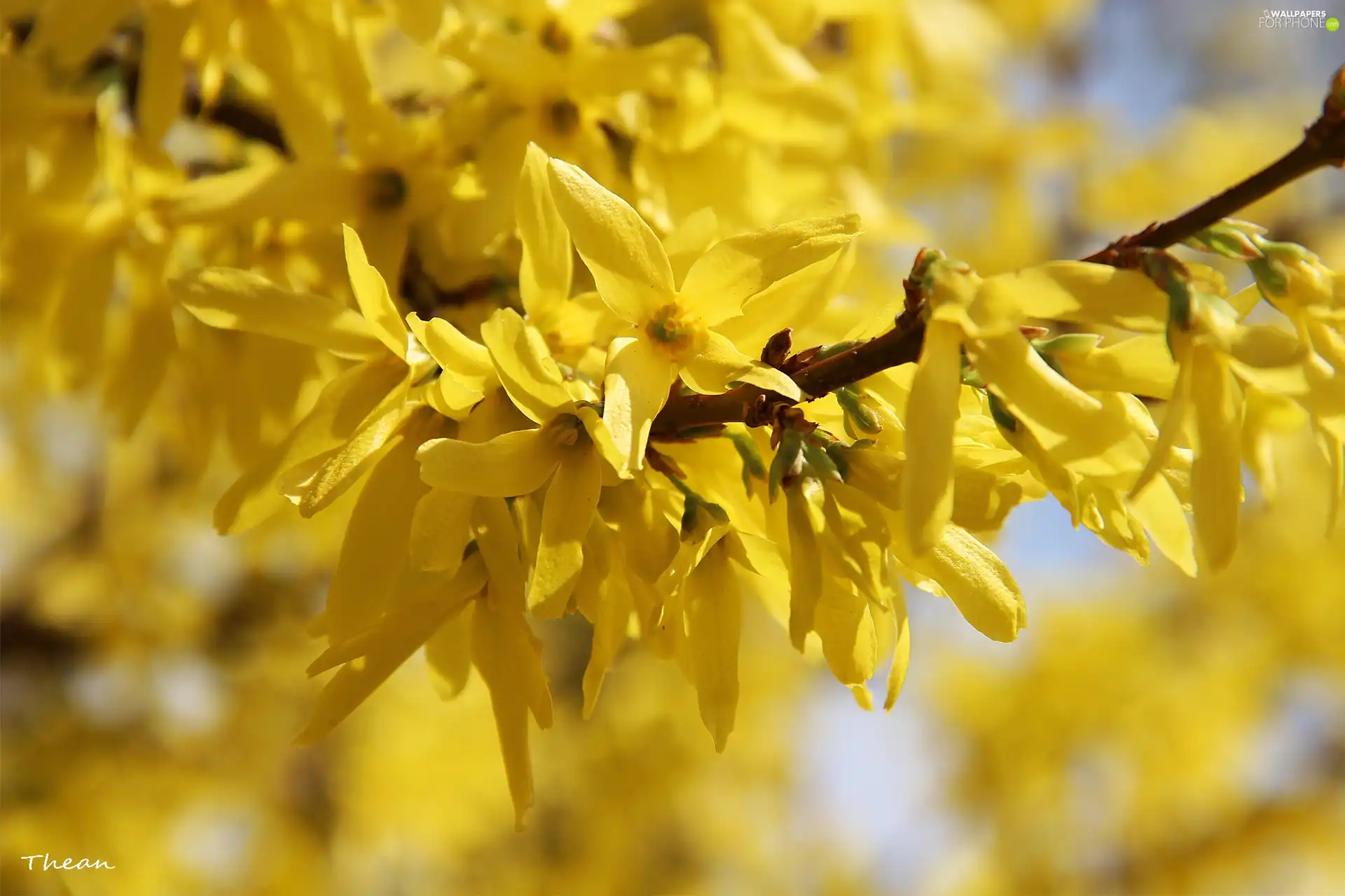 Flowers, forsythia, Yellow
