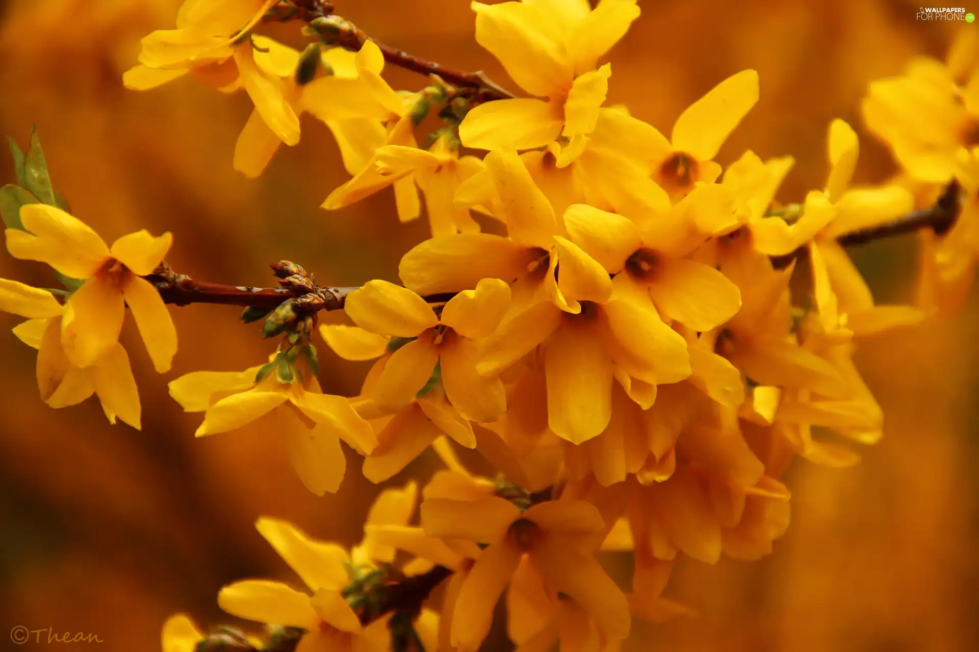 Flowers, forsythia, Yellow