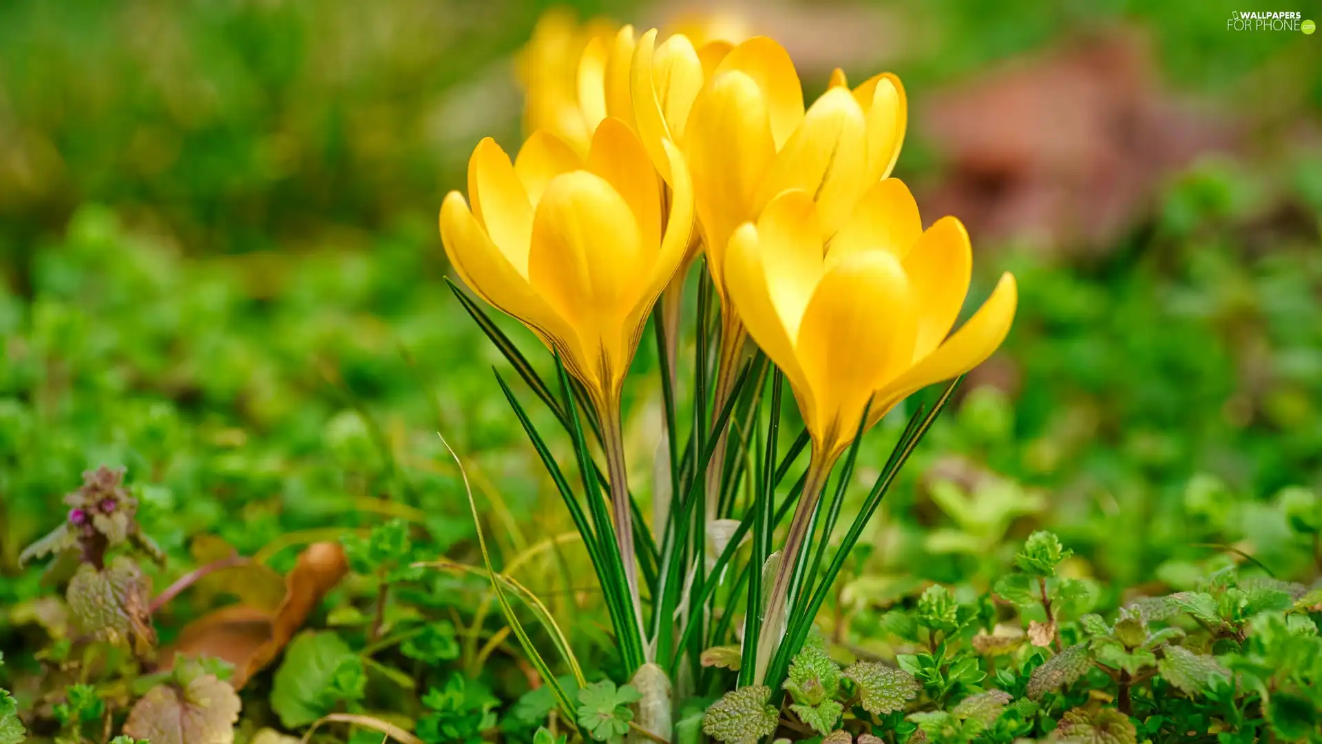 Yellow, crocuses, grass, Flowers