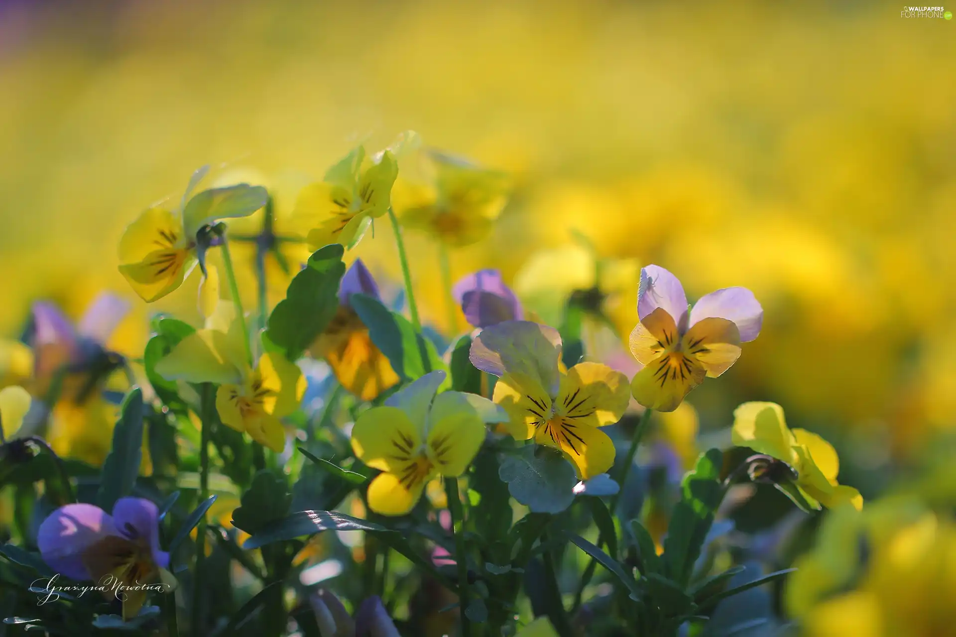 Yellow, pansies, Flowers, purple