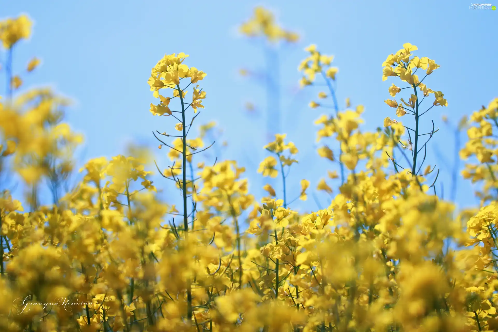 Flowers, rape, Yellow