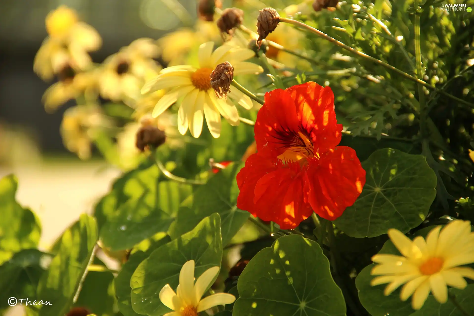 Flowers, Red, Yellow