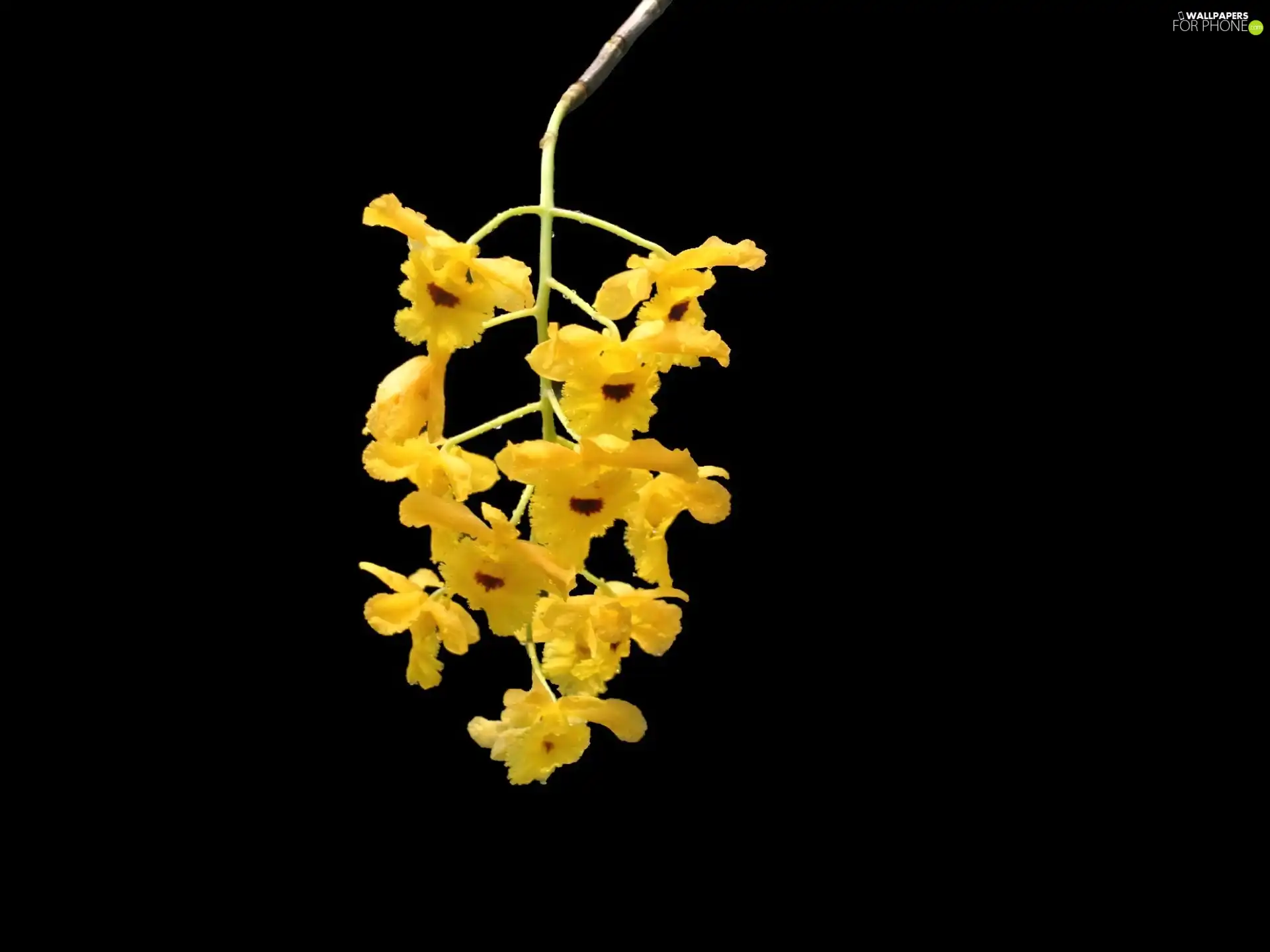 flowers, twig, yellow