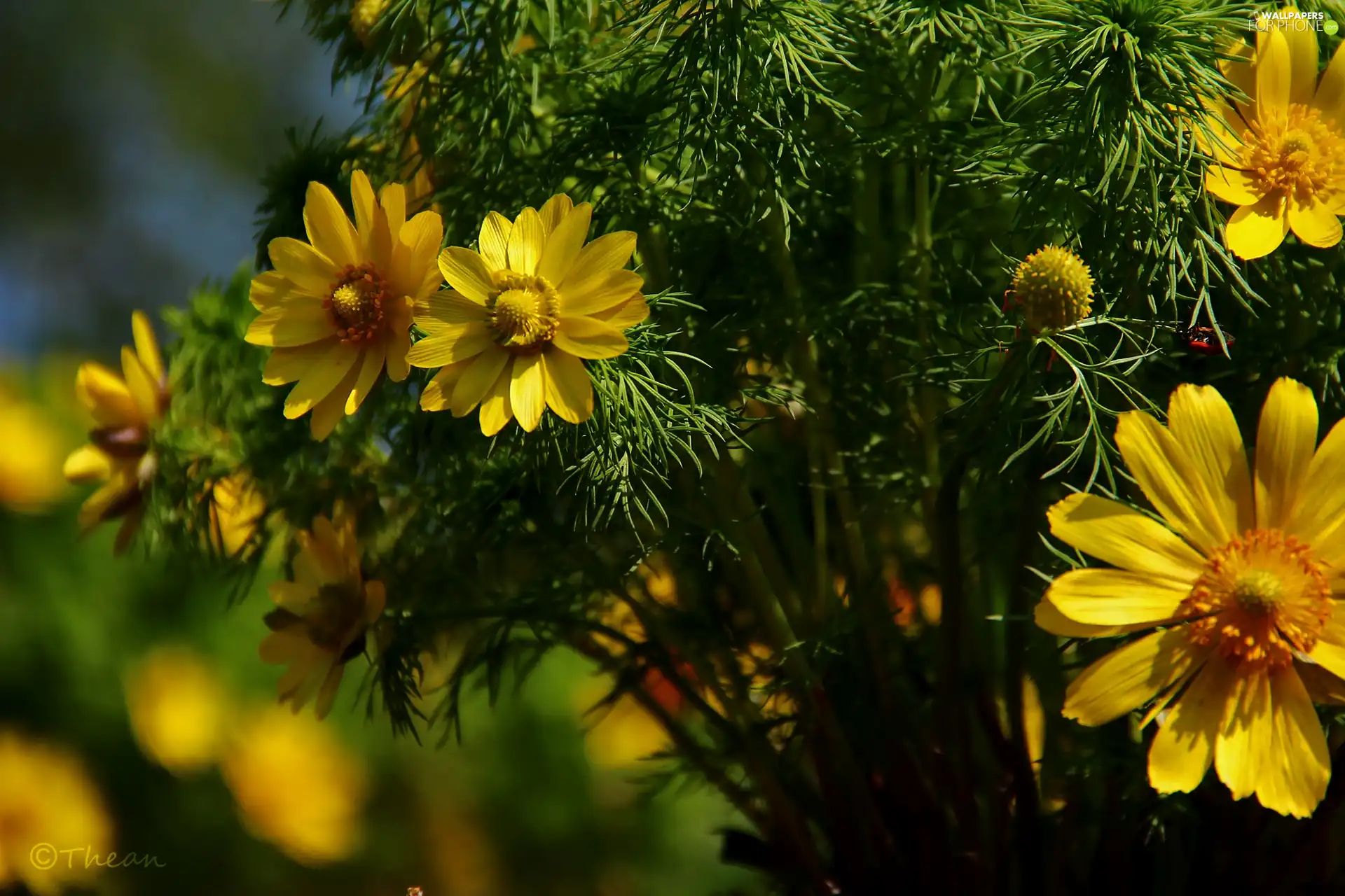 Yellow, Flowers