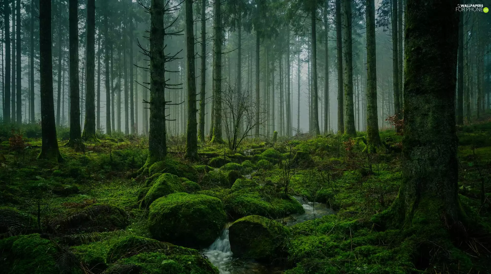 viewes, forest, Stones, flux, mossy, trees