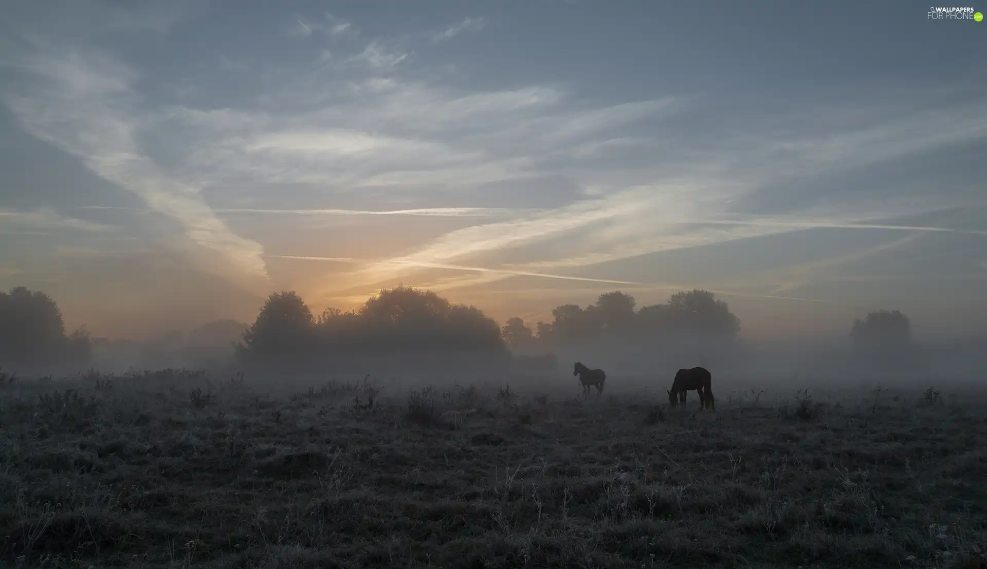 viewes, Fog, bloodstock, trees, Meadow