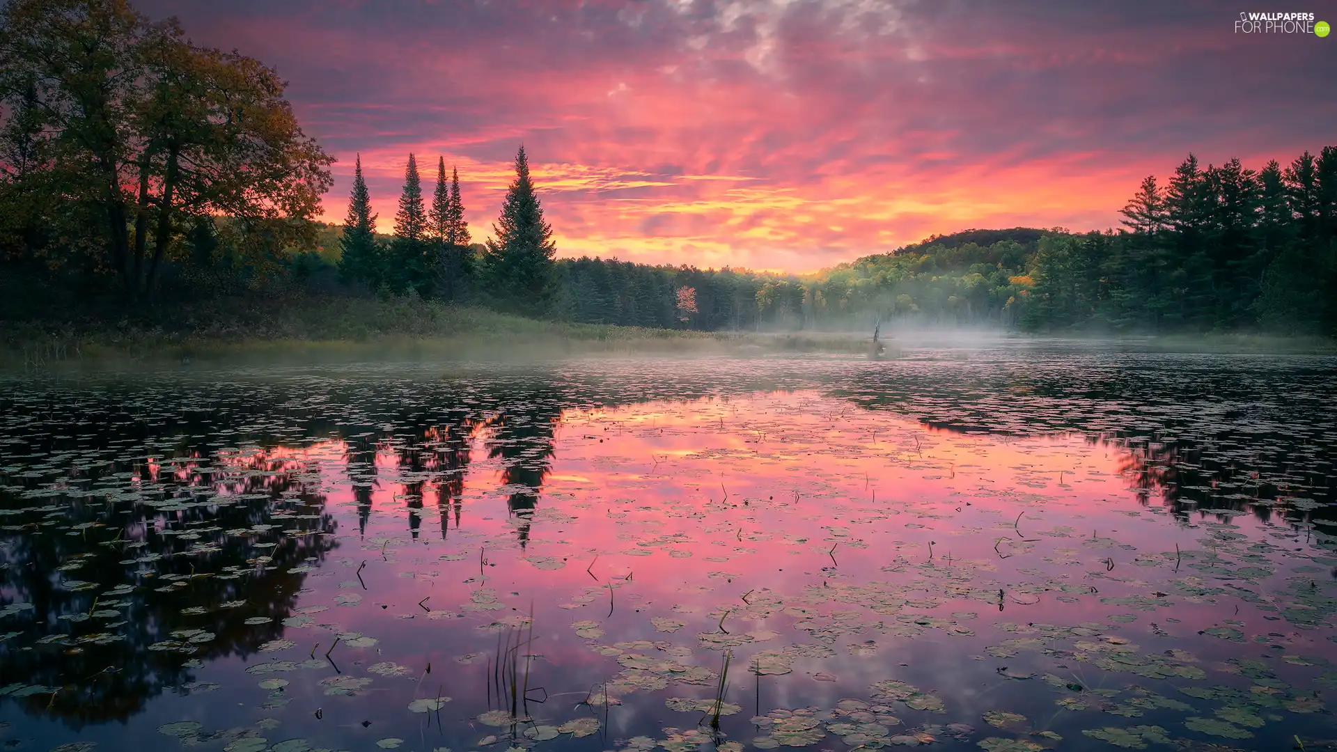 trees, viewes, Sunrise, Fog, Pond - car