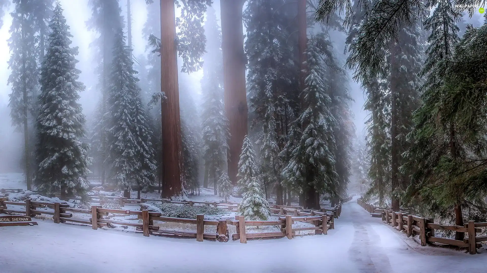 viewes, forest, Way, trees, winter, Fog, Fance