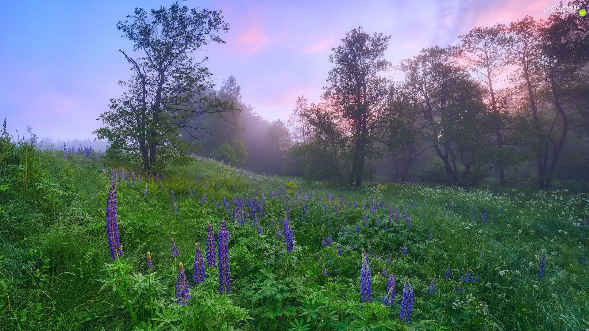 lupine, Meadow, viewes, Fog, trees, Flowers