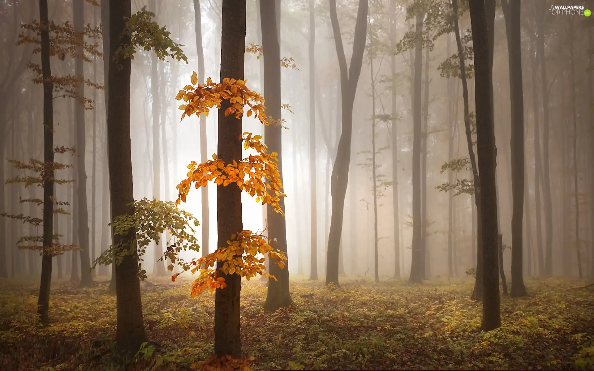 Fog, autumn, forest