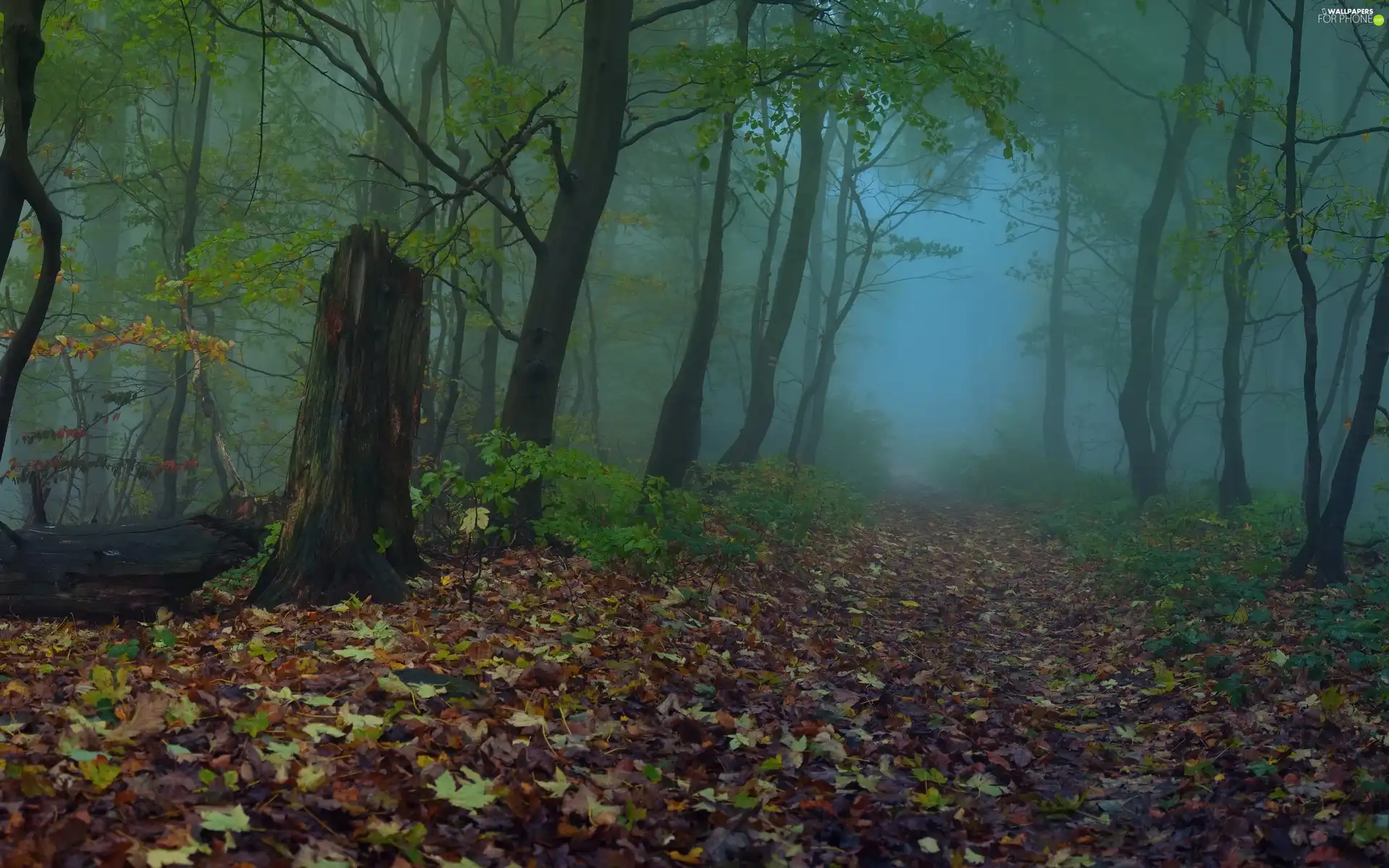 forest, viewes, Fog, trees