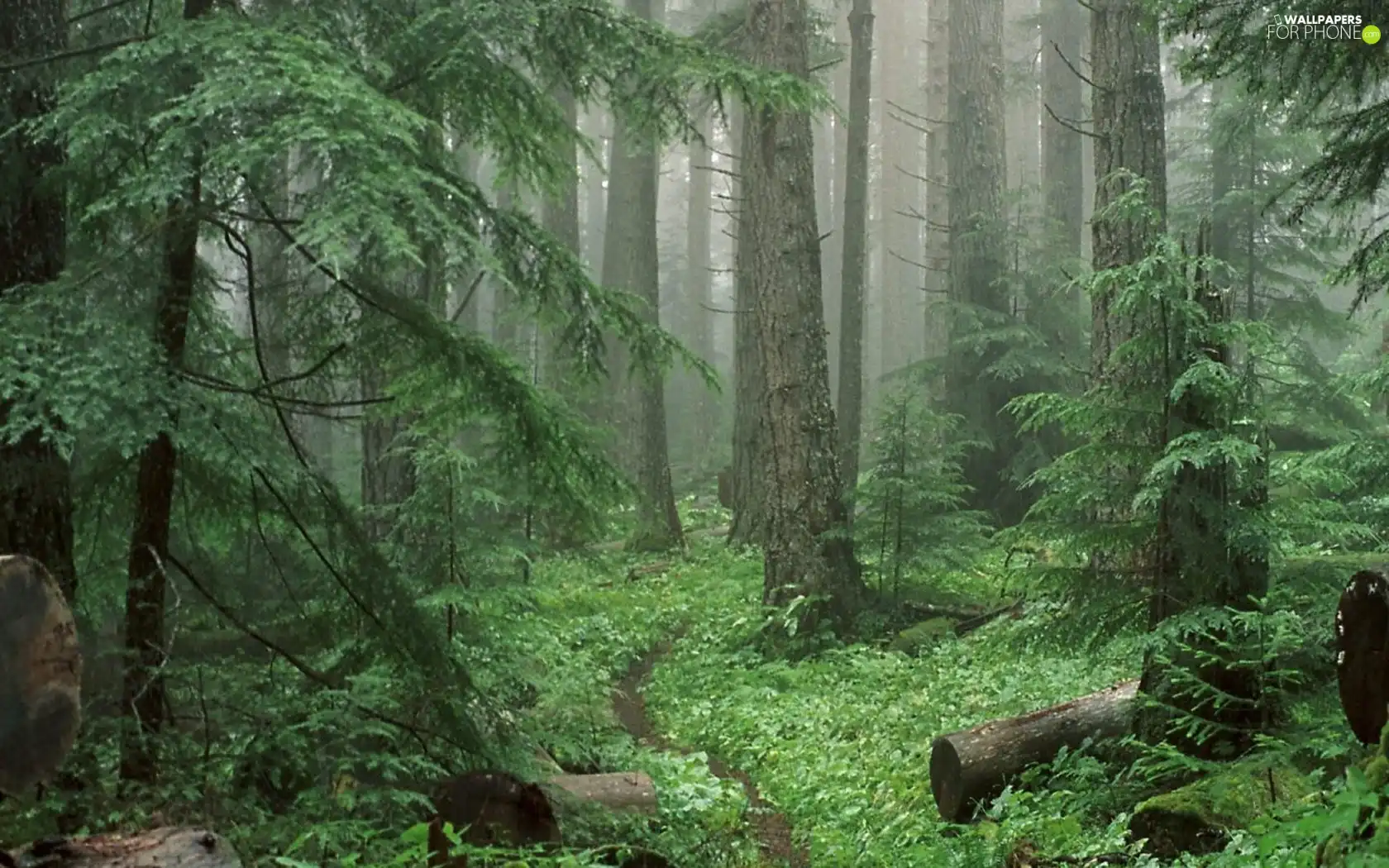 forest, Fog