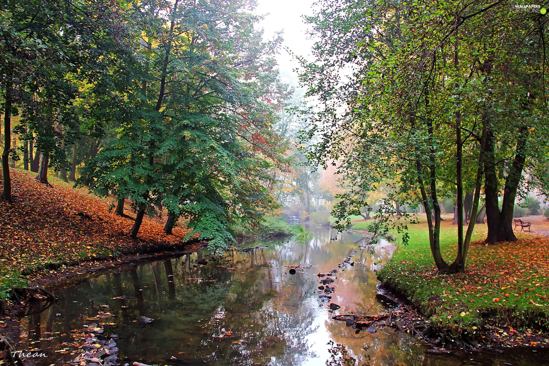 Fog, stream, Park