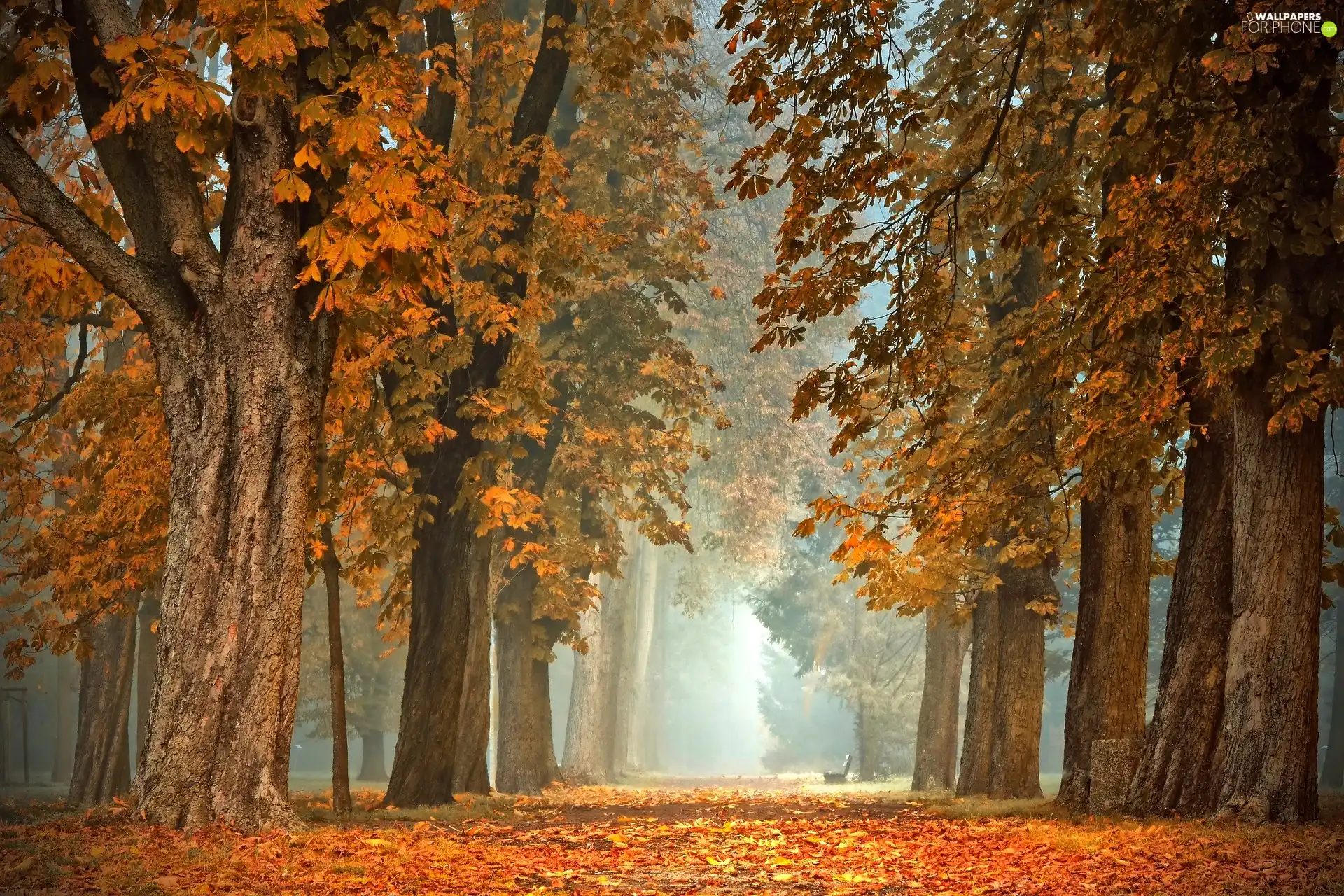 viewes, Park, morning, Fog, chestnut, trees