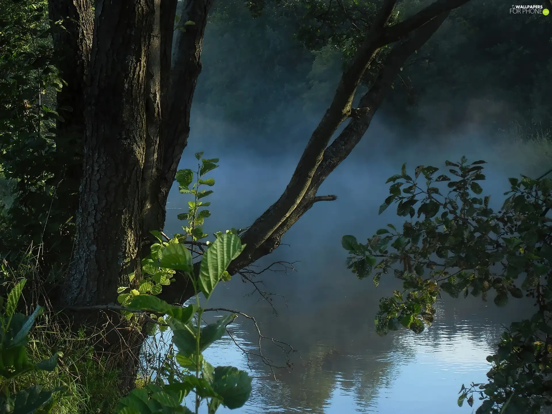 trees, River, Fog, Leaf