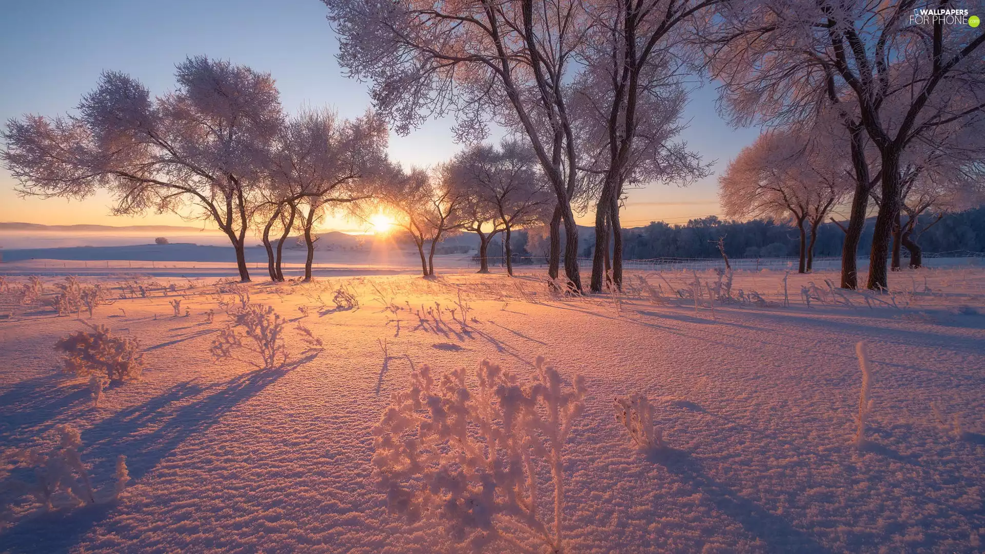 viewes, winter, Sunrise, Fog, VEGETATION, trees