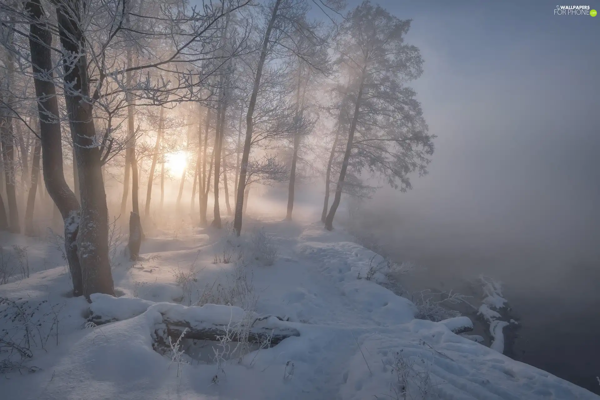 River, Fog, trees, viewes, winter