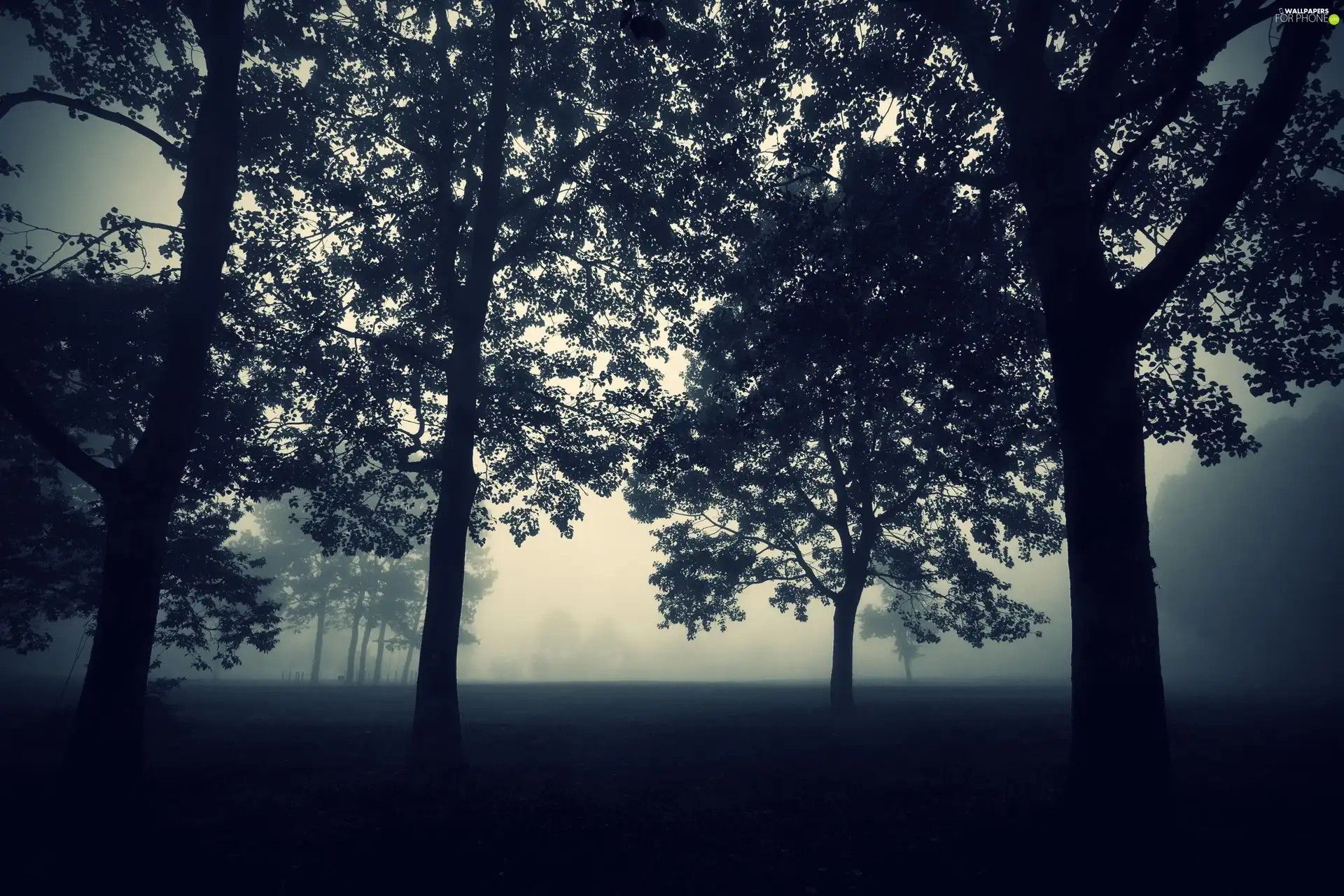 Fog, trees, viewes