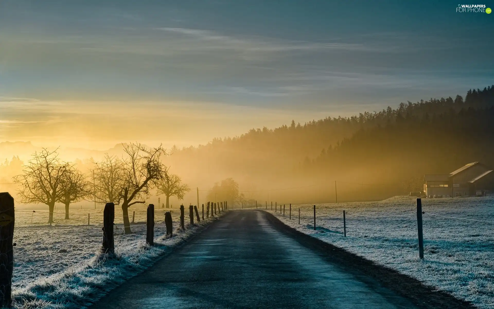 Way, woods, Fog, fence