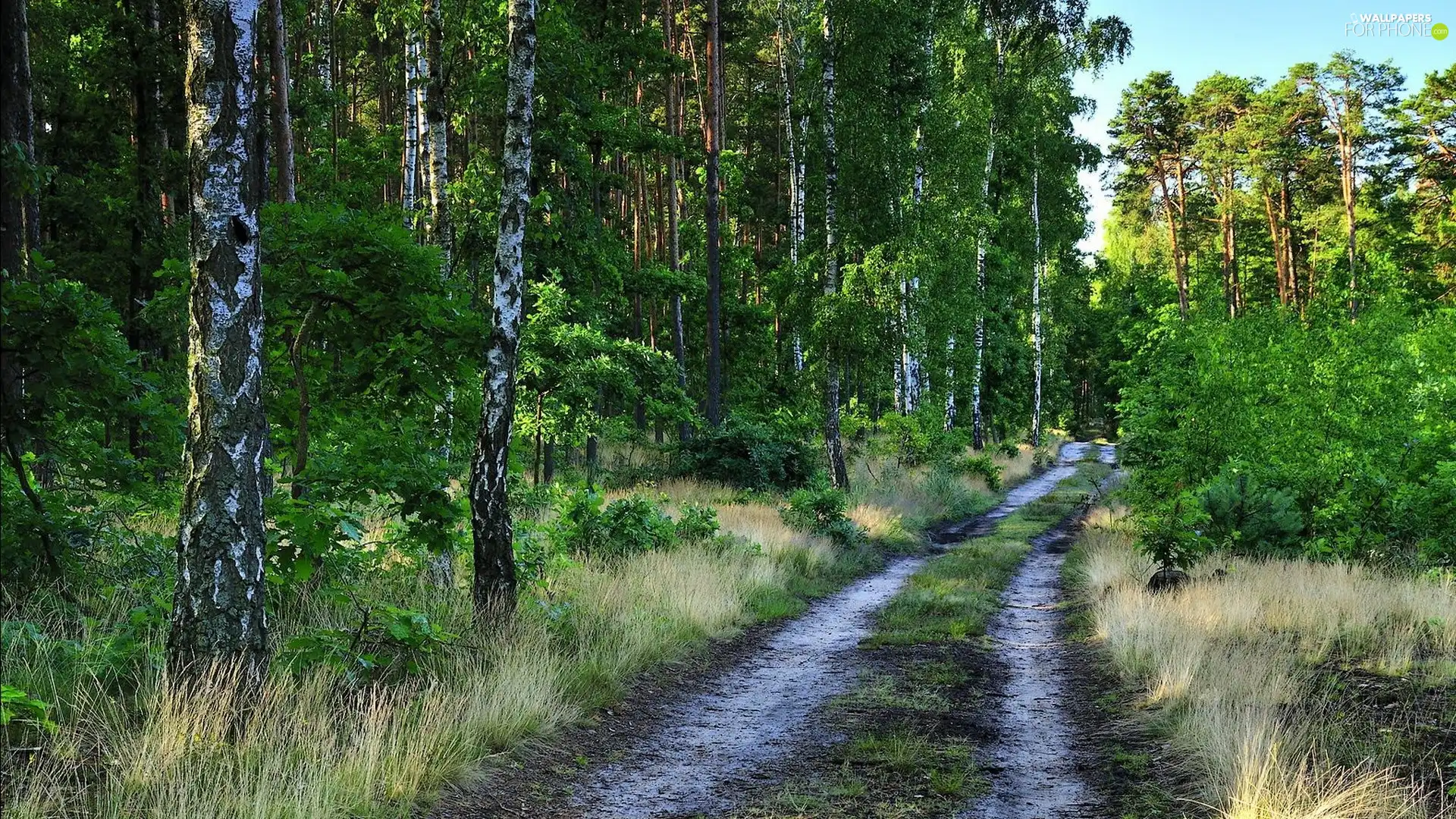 Forest, Path, ##