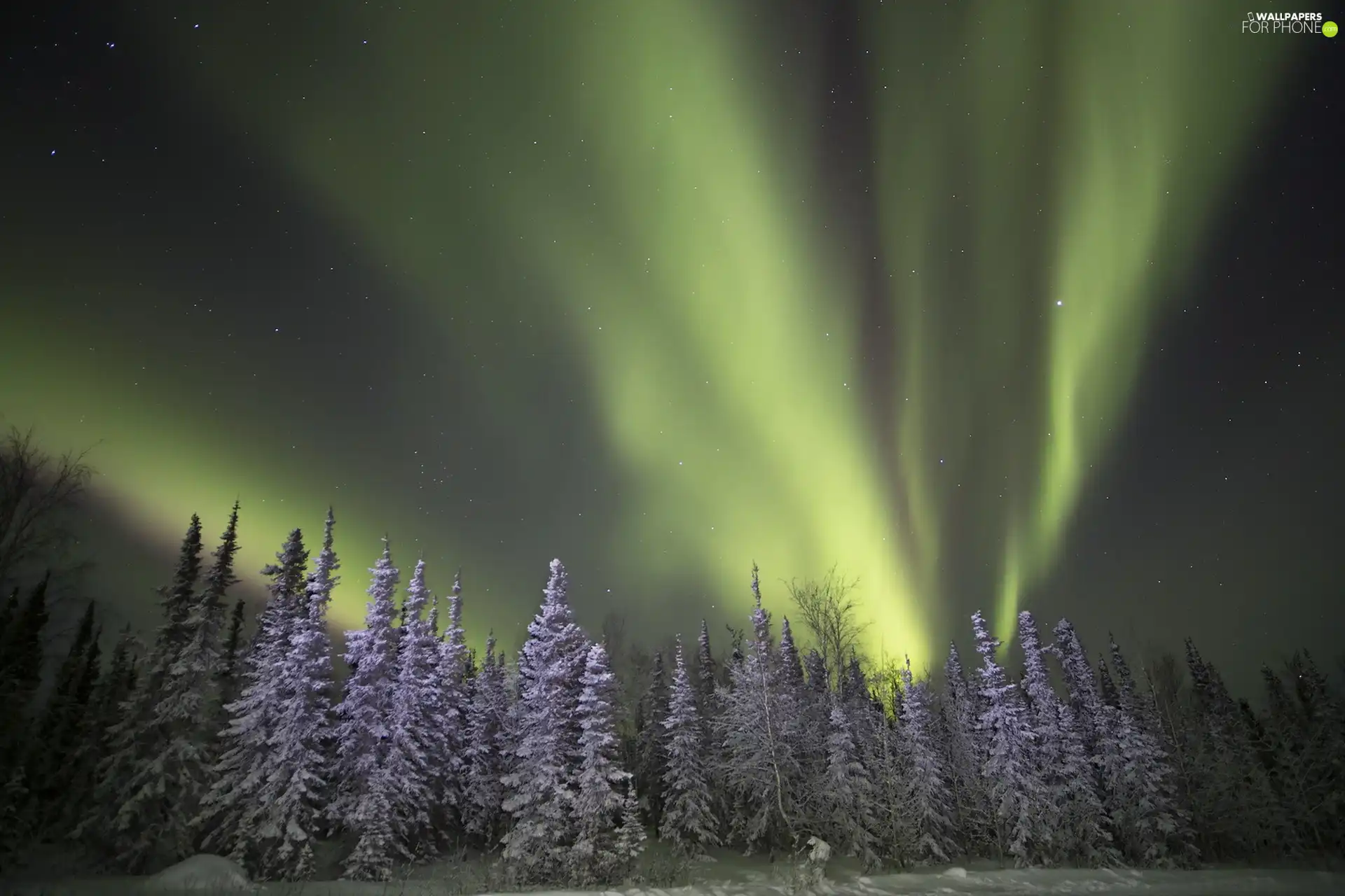 winter, aurora polaris, forest - For phone wallpapers: 1920x1280