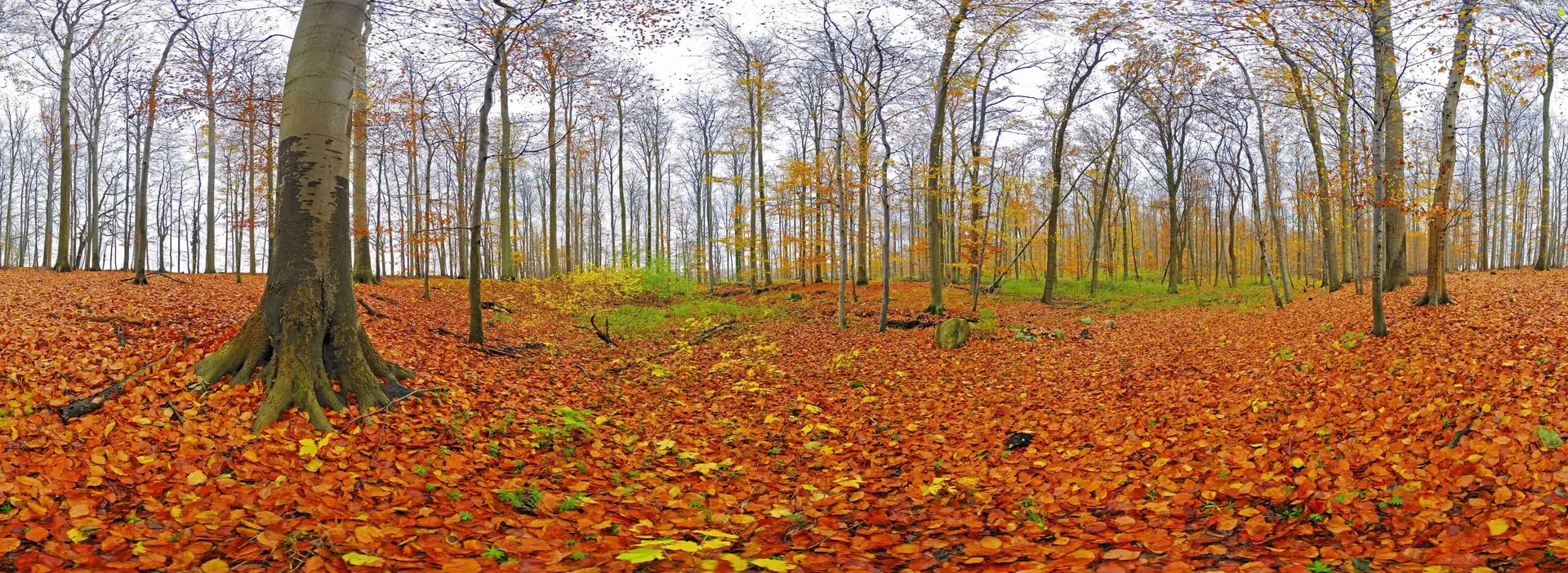 autumn, forest