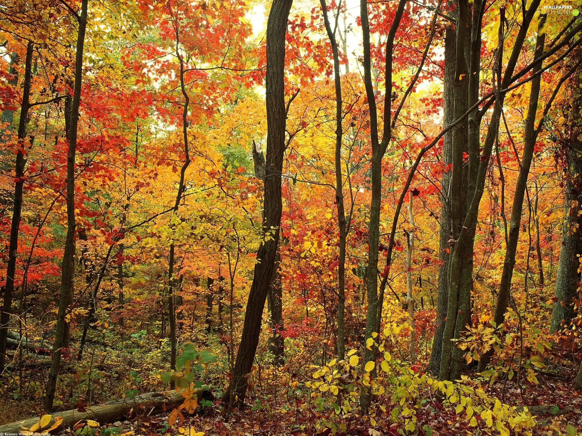 forest, color, Autumn