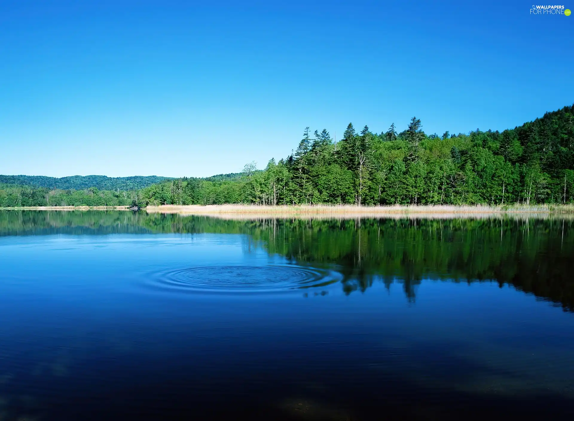 beatyfull, lake, forest, blue