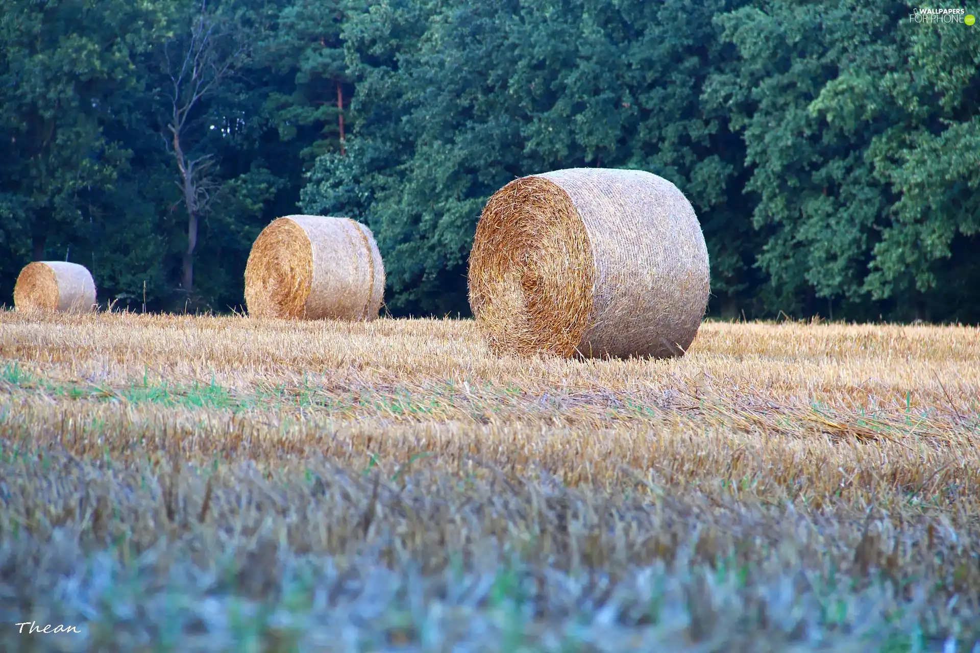 Bele, Field, forest, Hay