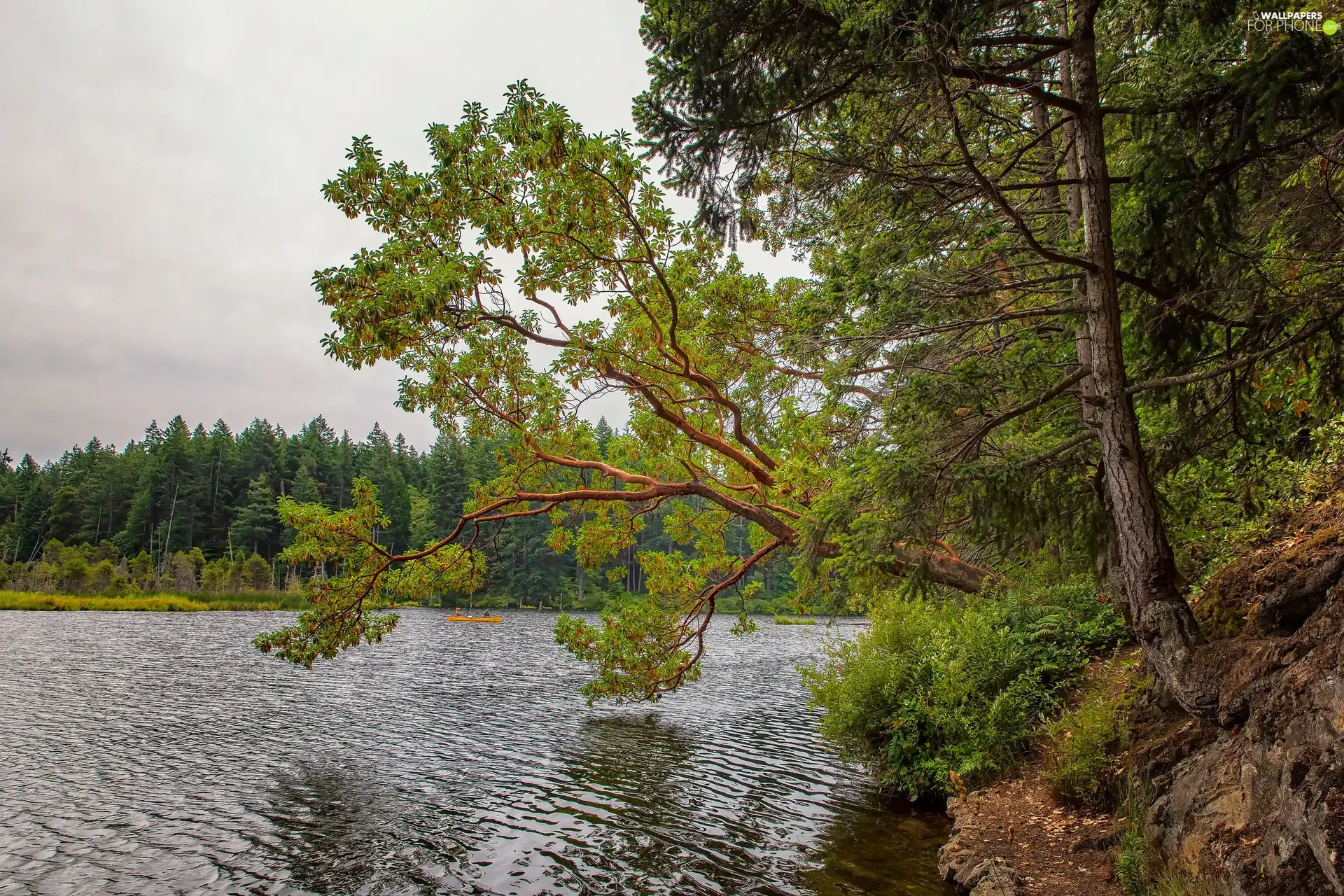 viewes, forest, Boat, trees, lake