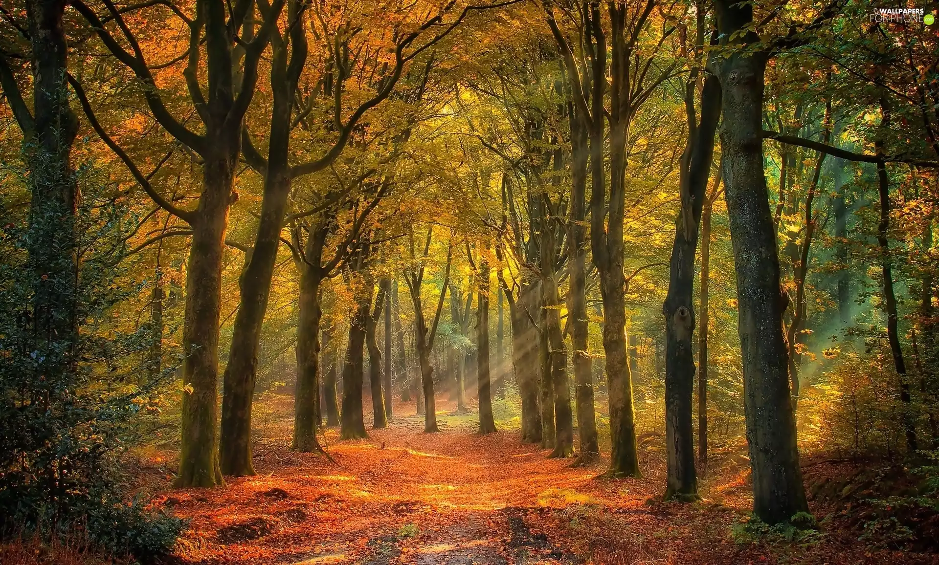 viewes, light breaking through sky, autumn, trees, forest