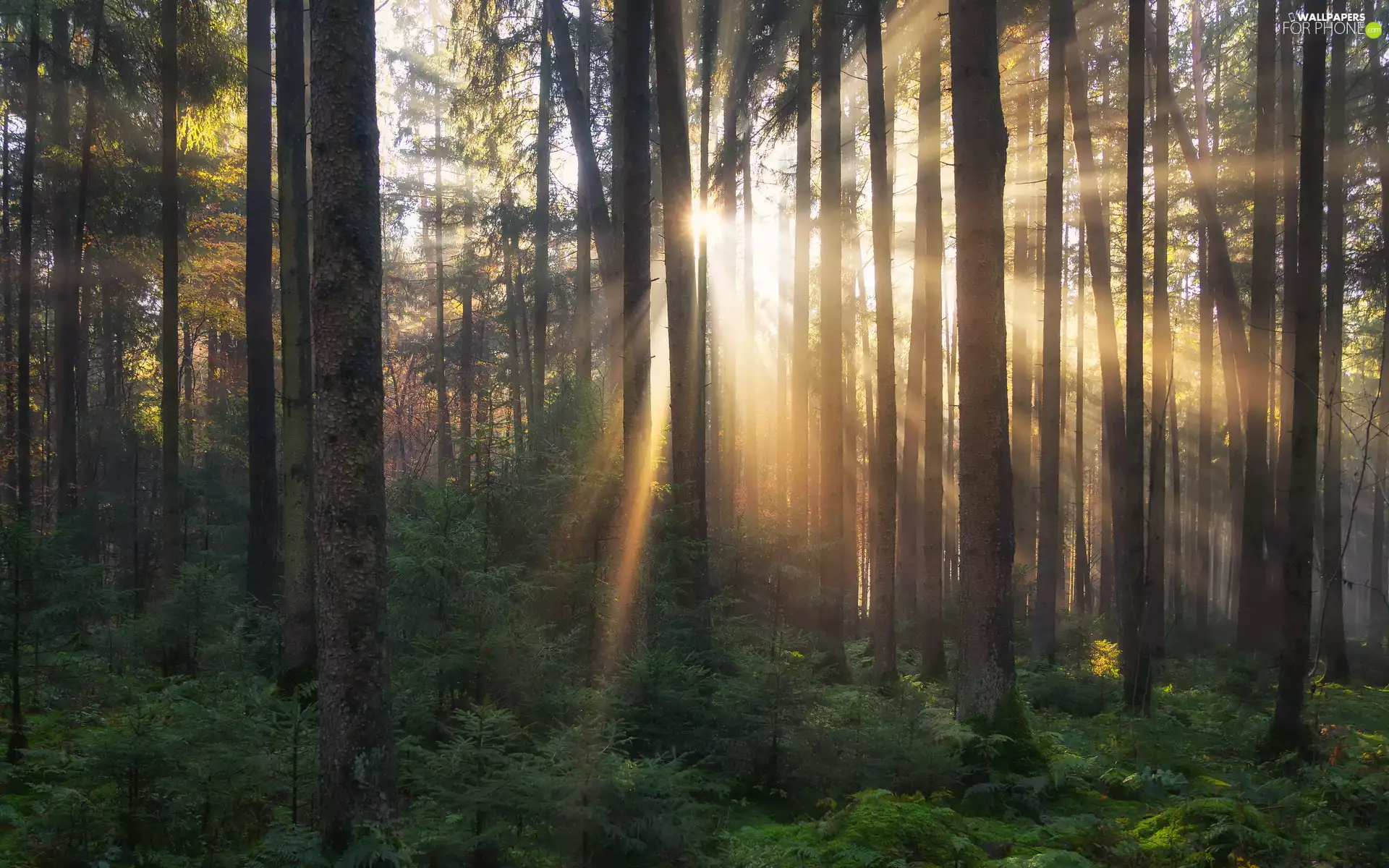 forest, light breaking through sky, viewes, Bush, trees, sunny