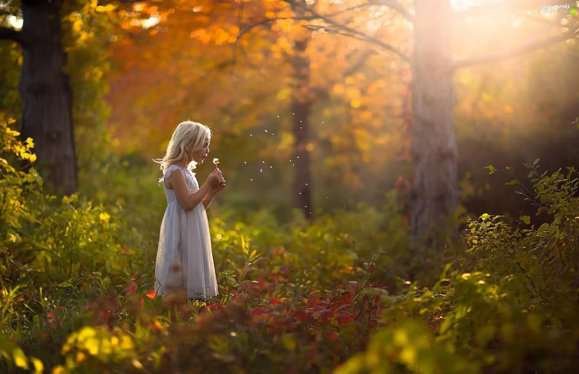 forest, girl, dandelion