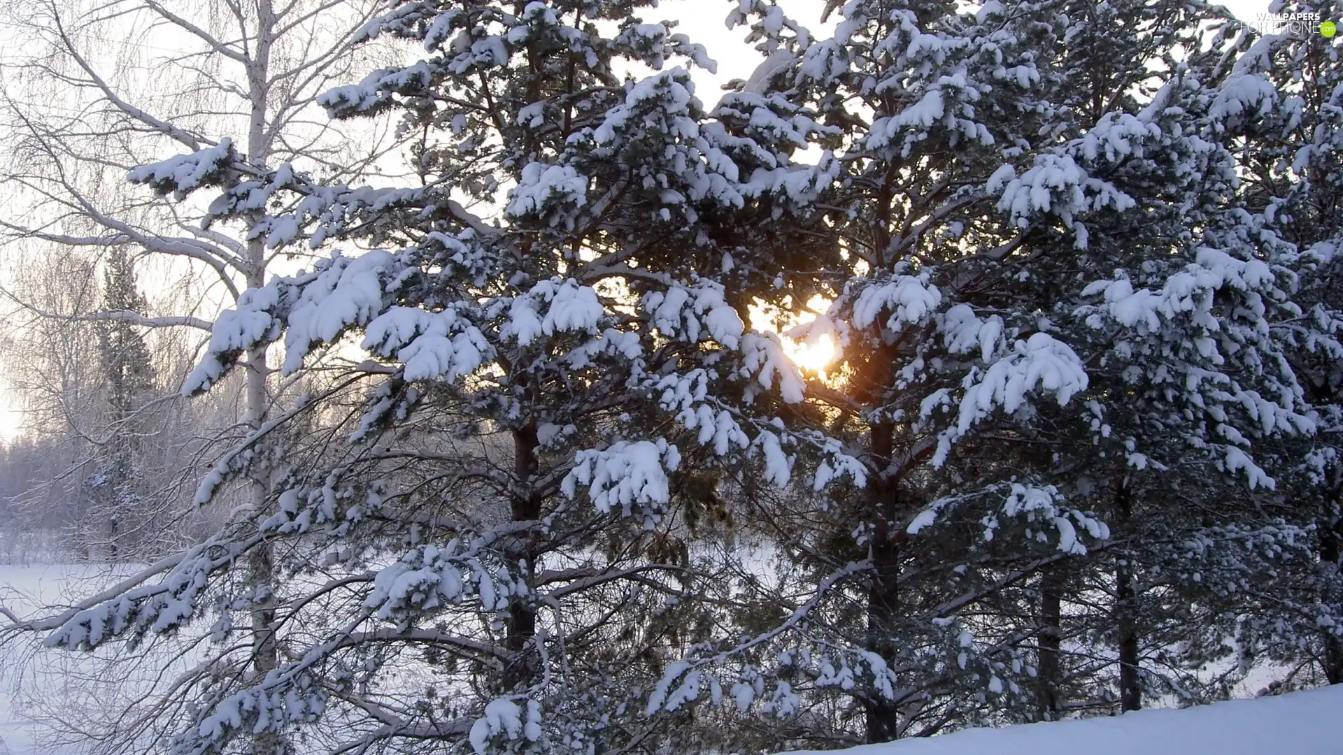 viewes, snow, coniferous, trees, sun, forest, drifts