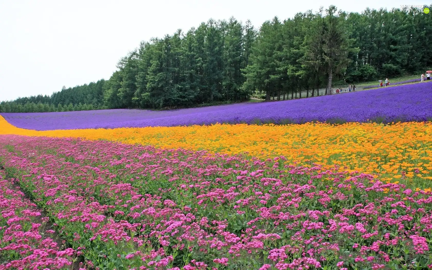 Field, Flowers, forest, farm