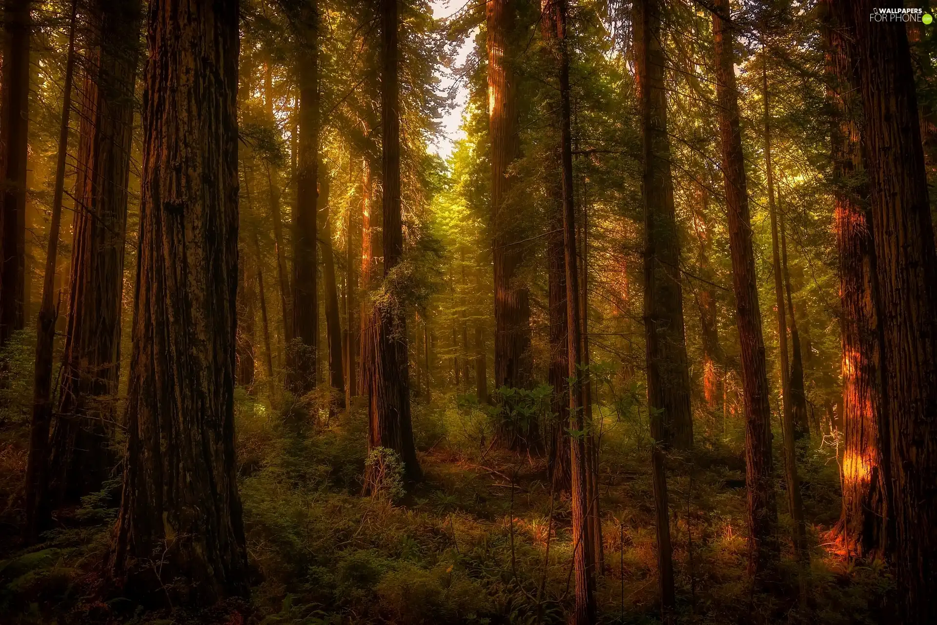 ligh, viewes, flash, forest, trees, sun, luminosity