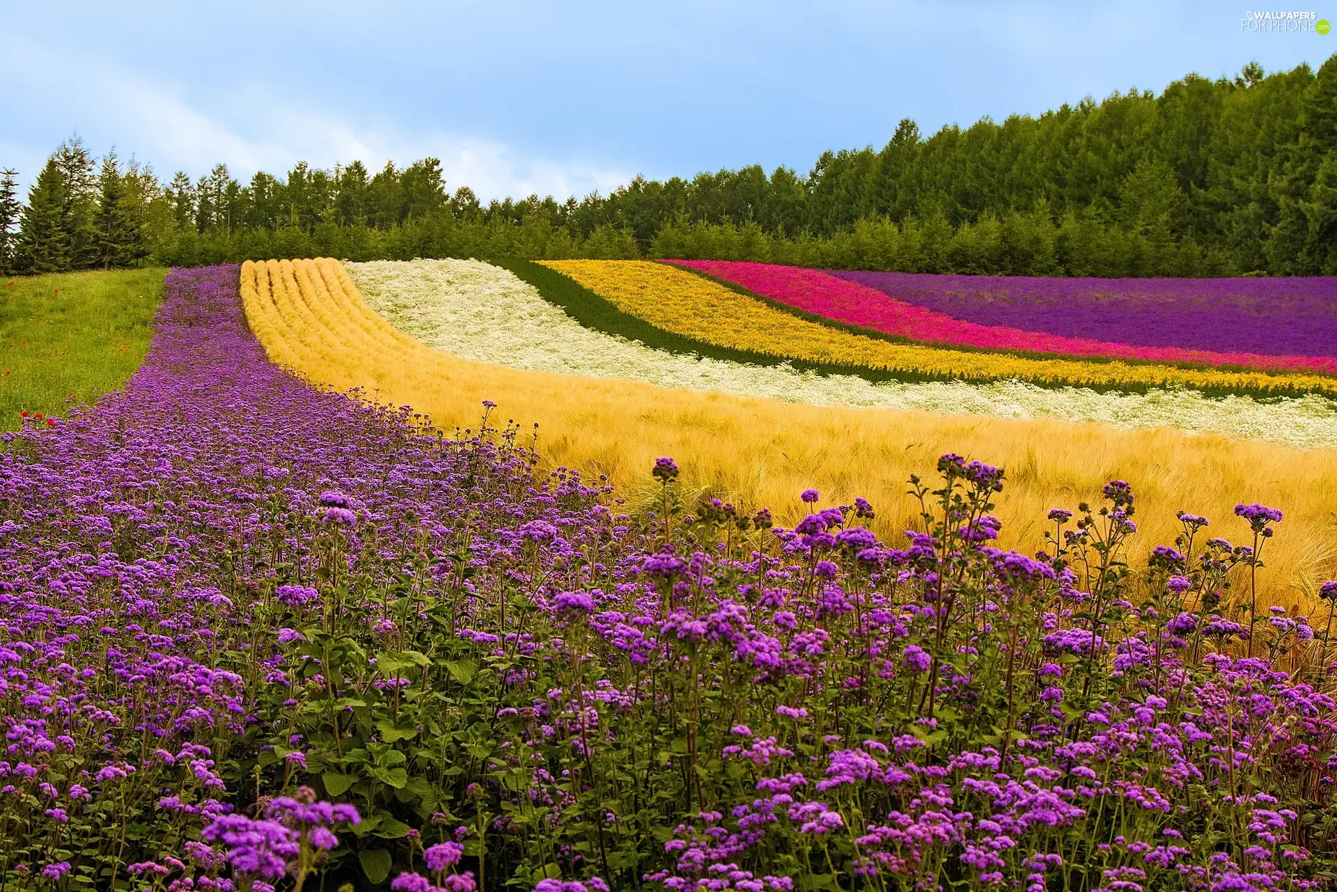 Floral, Hill, forest, Field