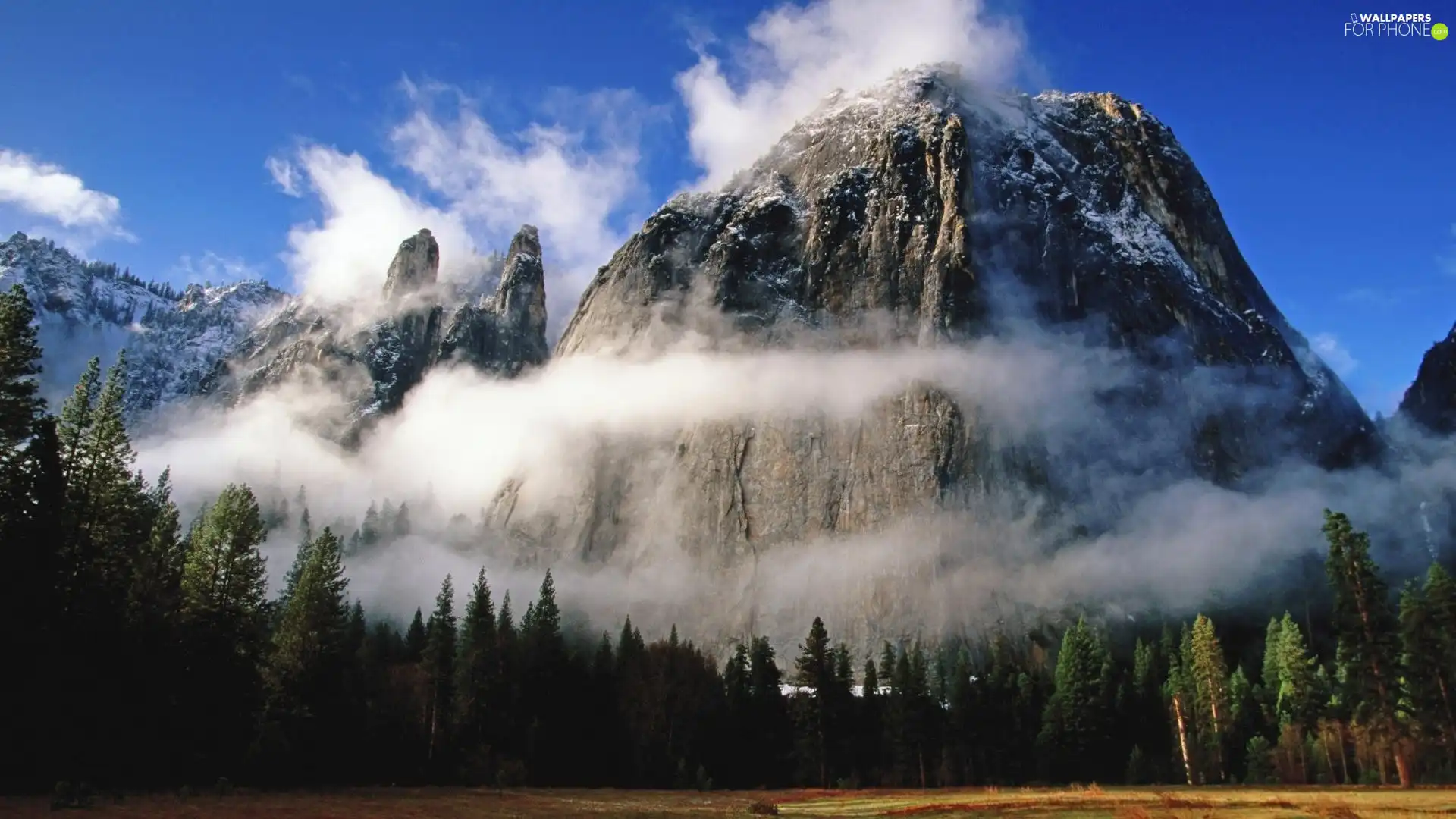 forest, clouds, Fog