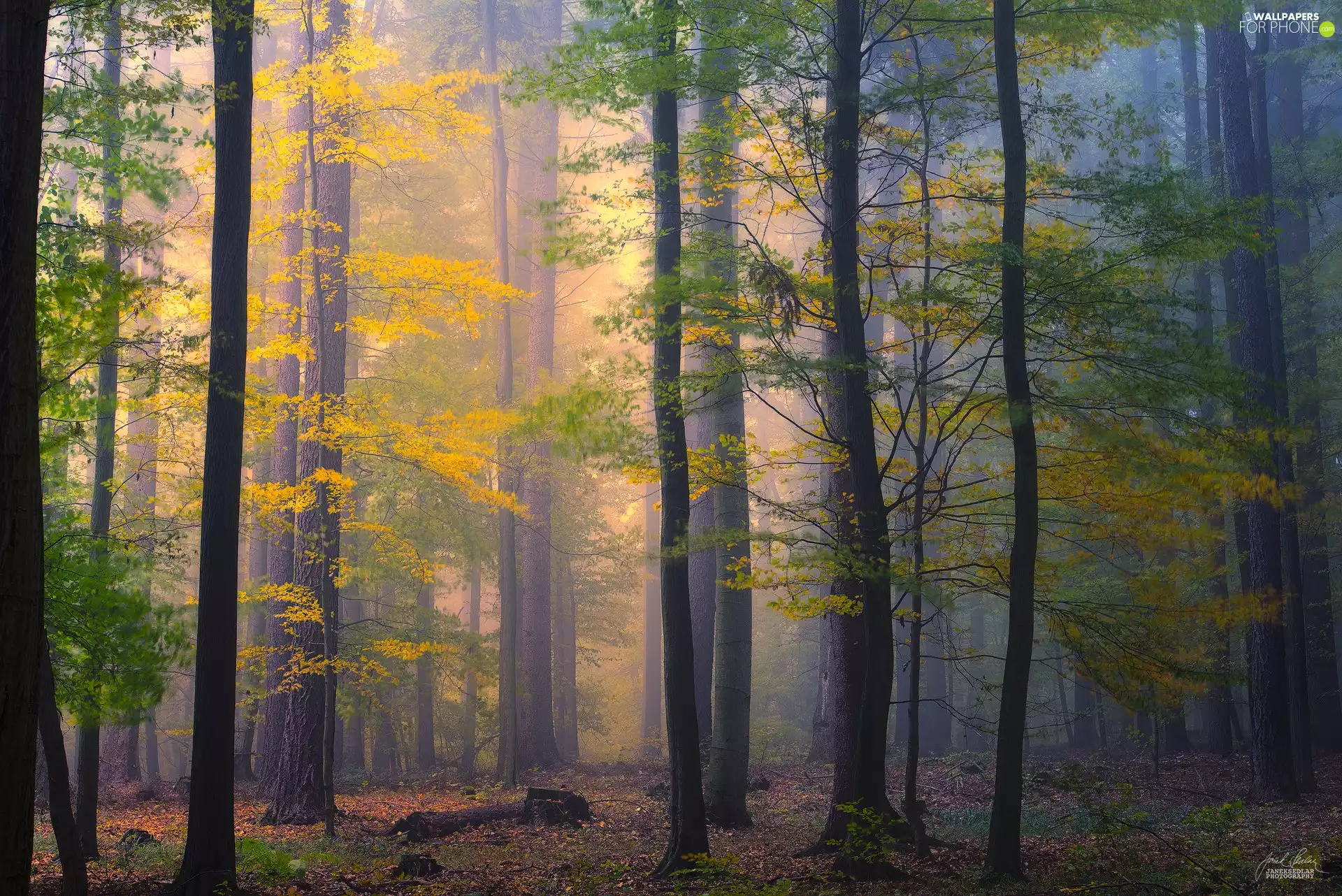 Fog, trees, viewes, forest
