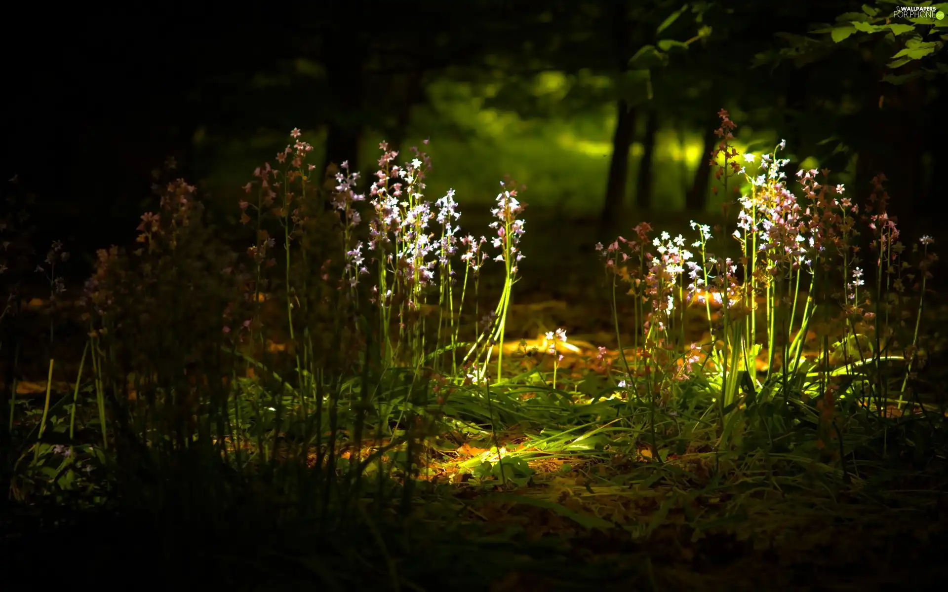 forest, Flowers, grass