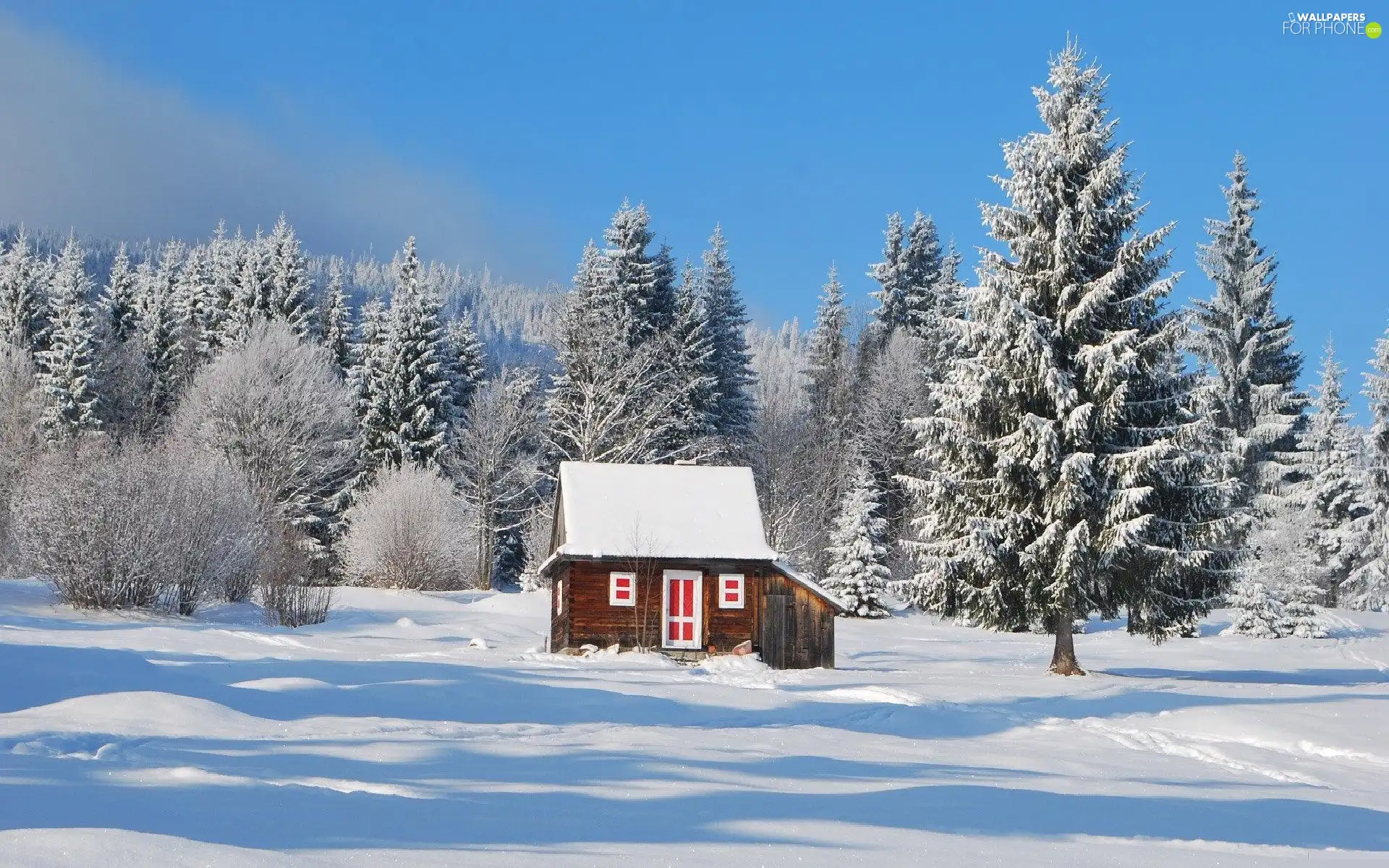 forest, winter, Home