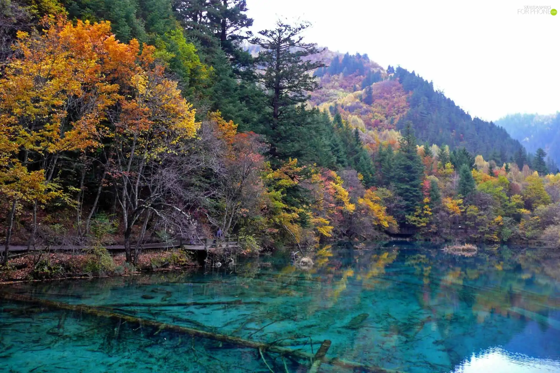 lake, forest