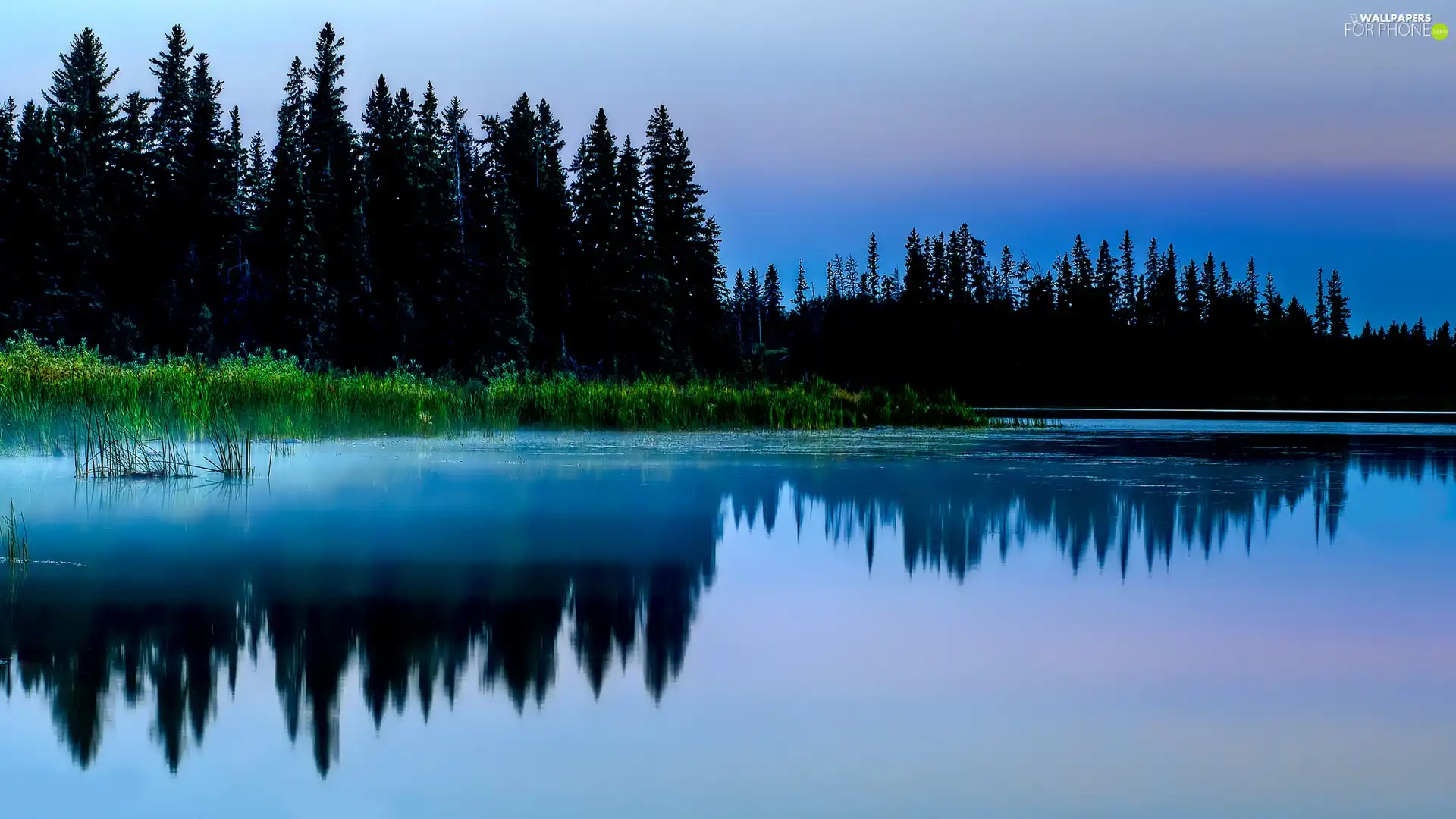 forest, beatyfull, lake