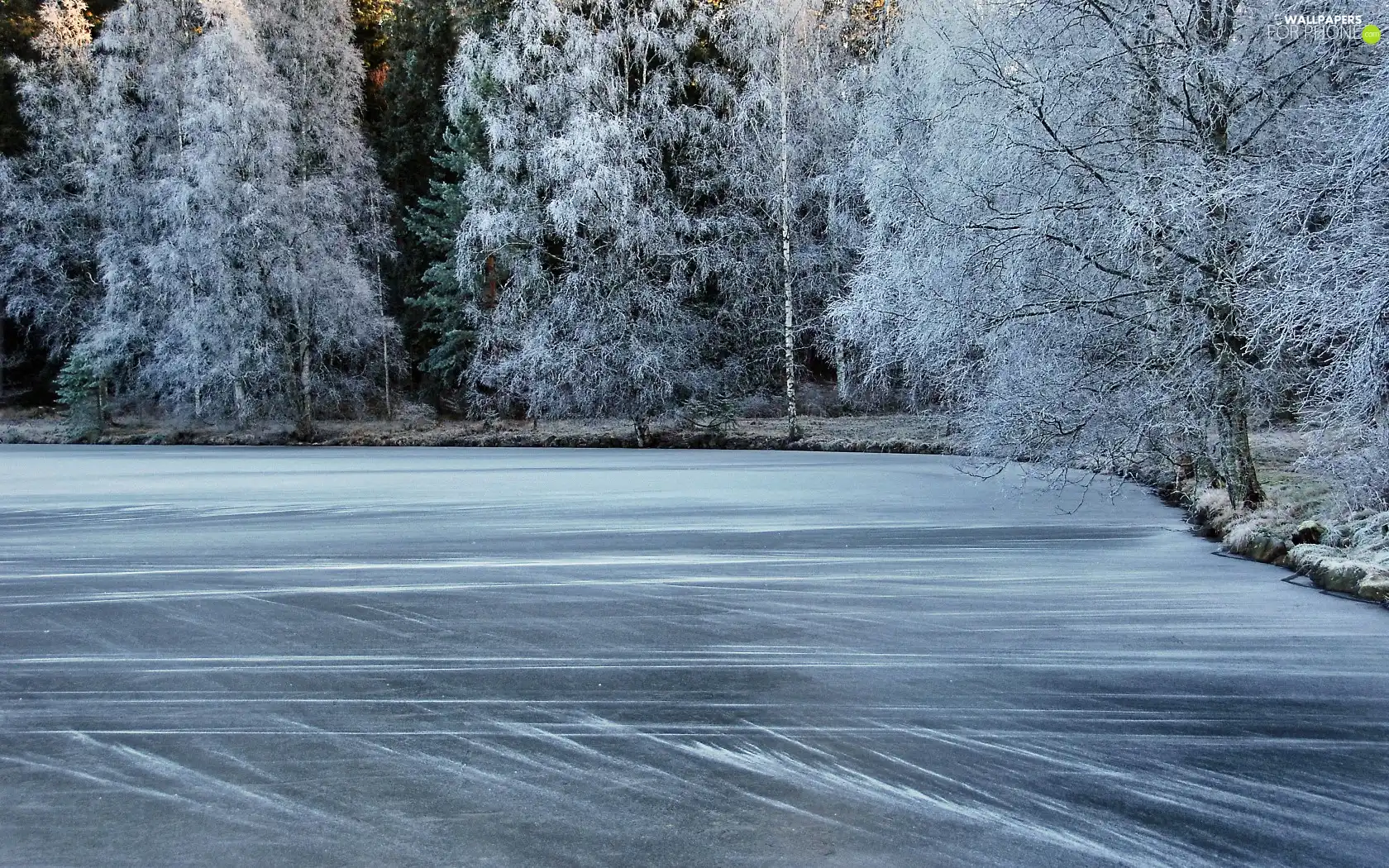 forest, frozen, lake