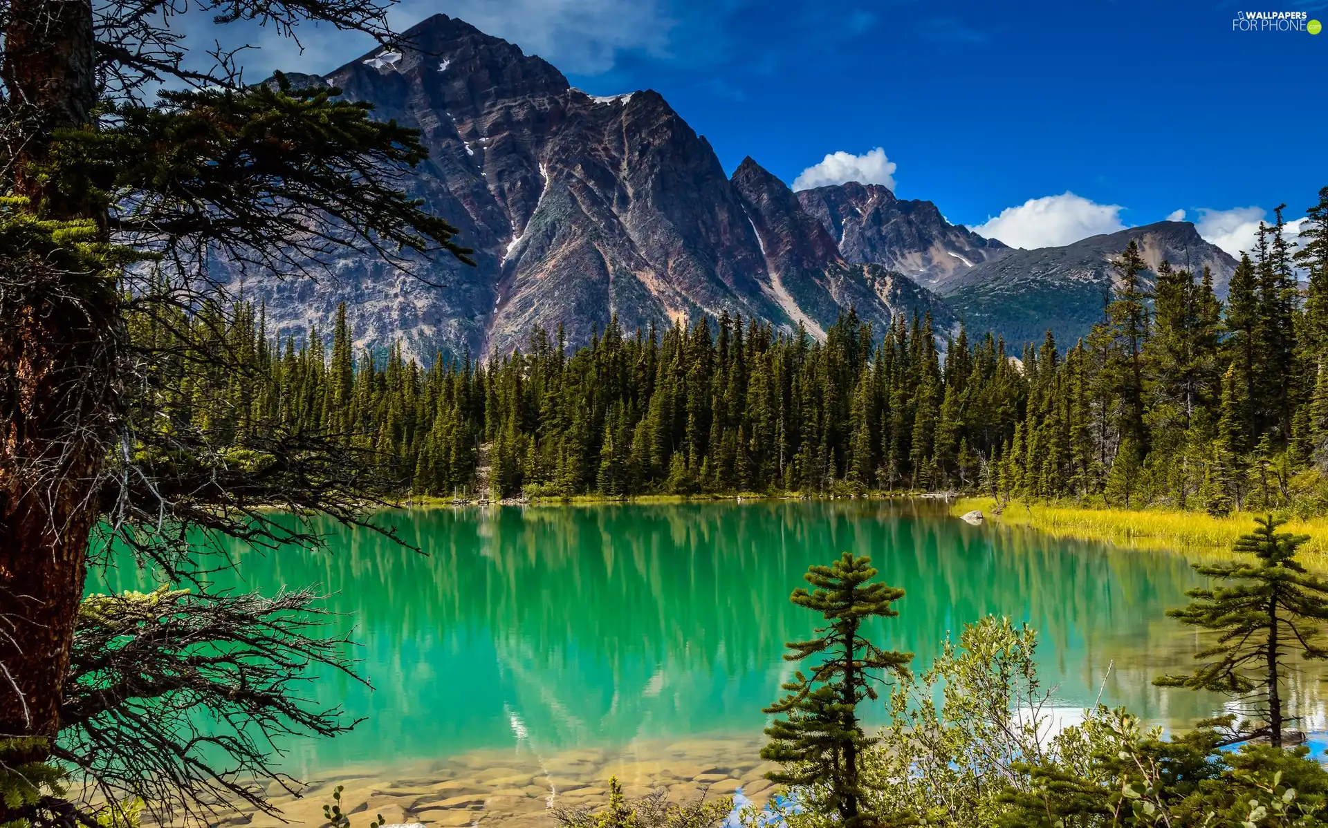 forest, Mountains, lake