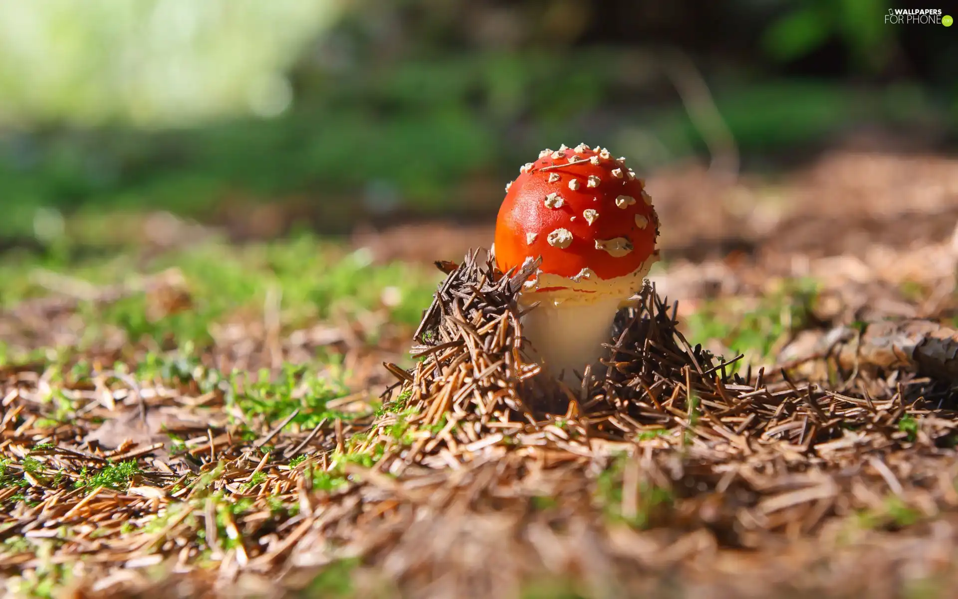 forest, toadstool, litter