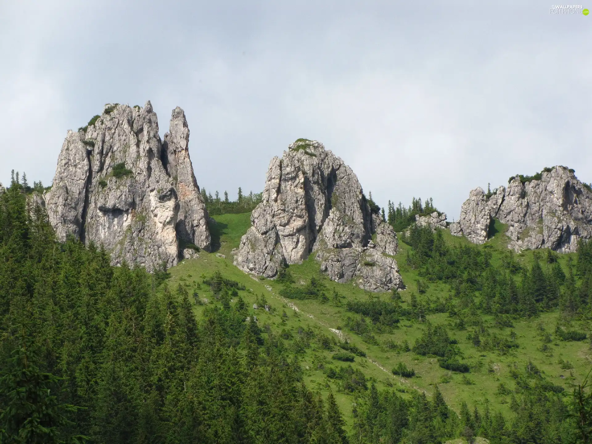 forest, rocks, Mountains