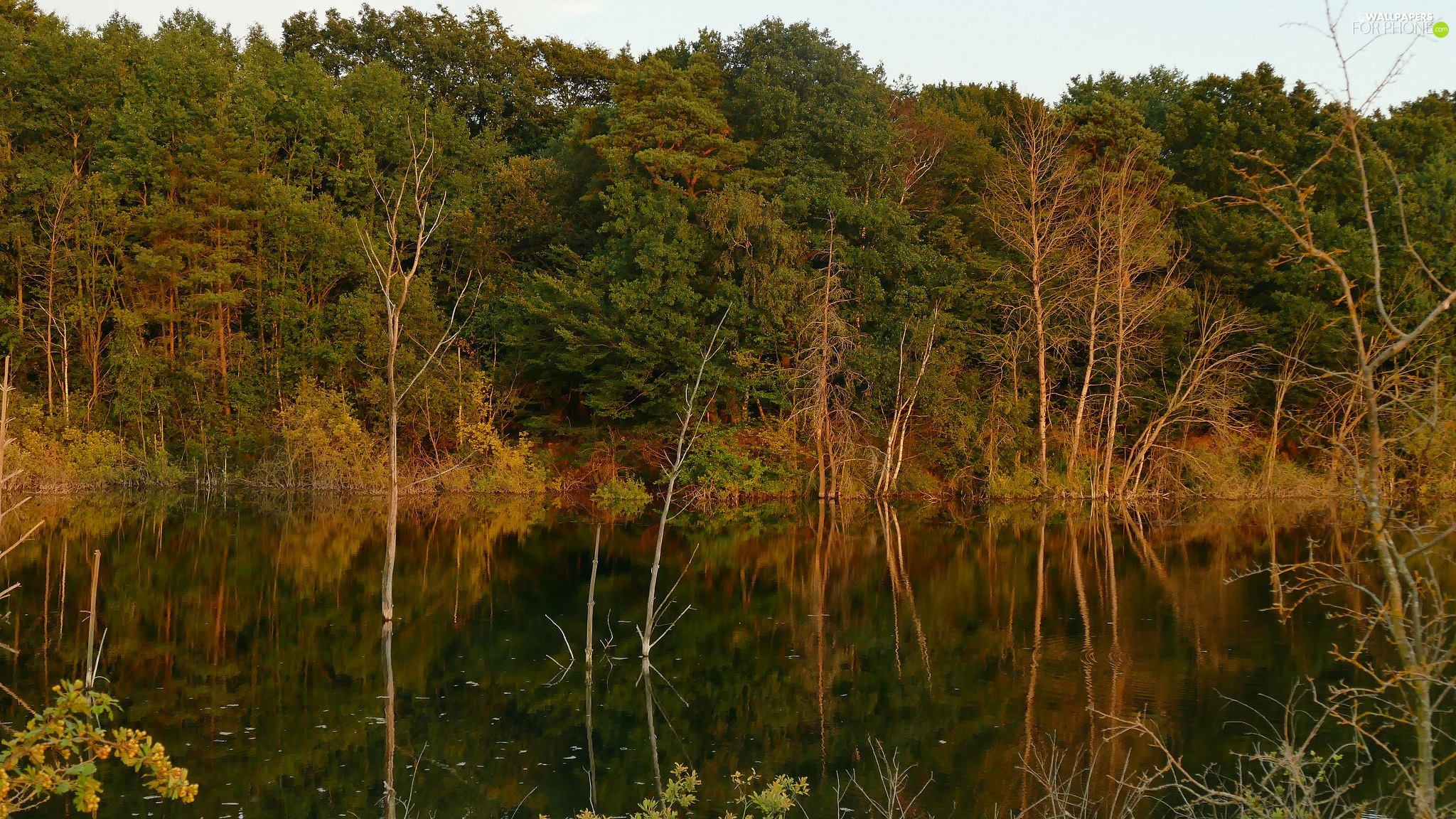 viewes, forest, River, trees, autumn